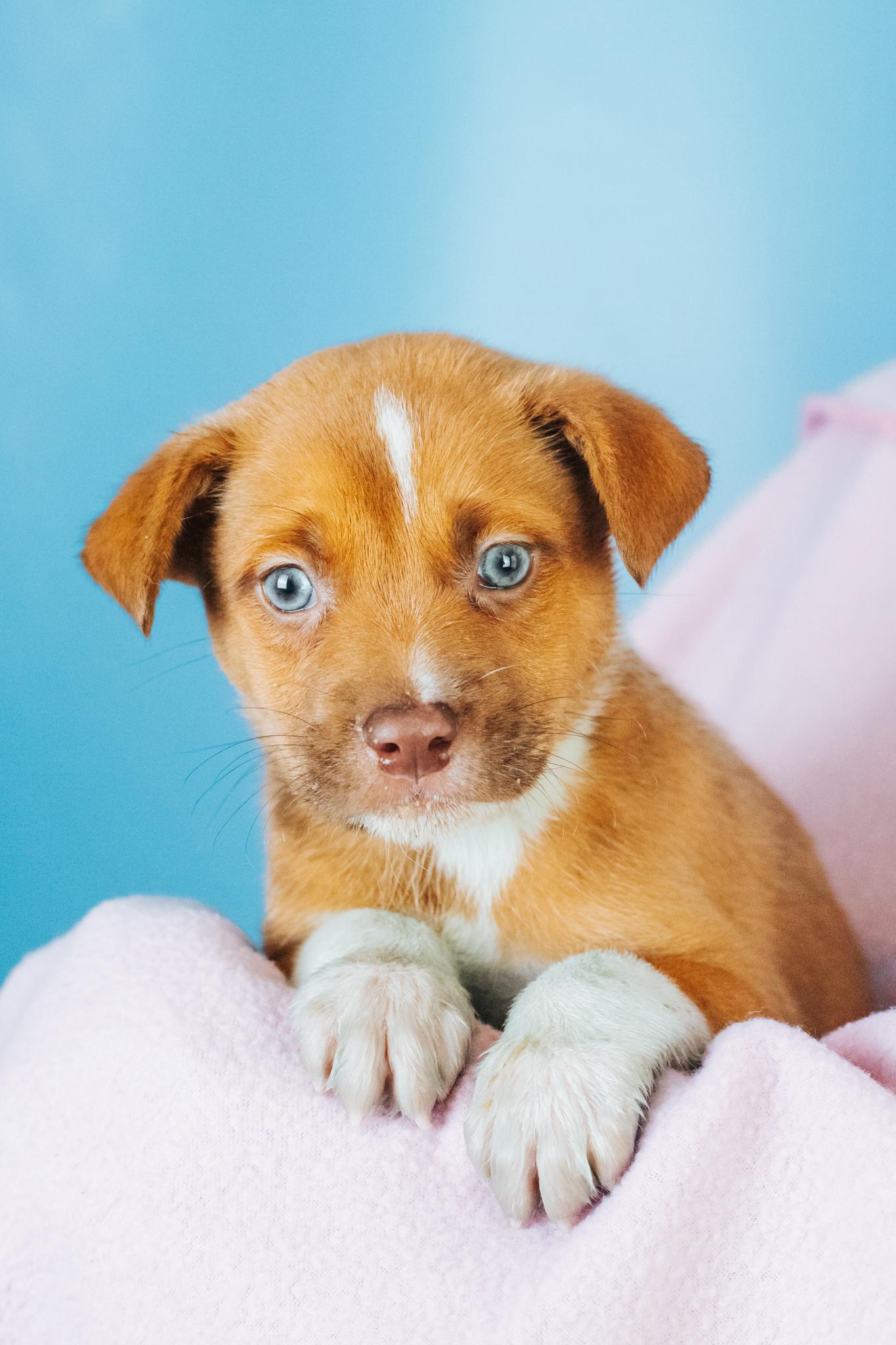 Arnie, a ADOPTABLE mixed breed in Minneapolis, MN image 1/5