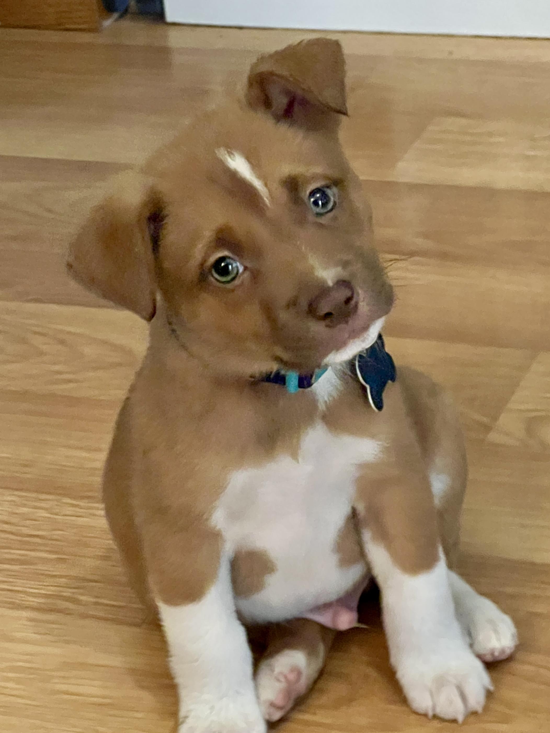 Arnie, a ADOPTABLE mixed breed in Minneapolis, MN image 5/5