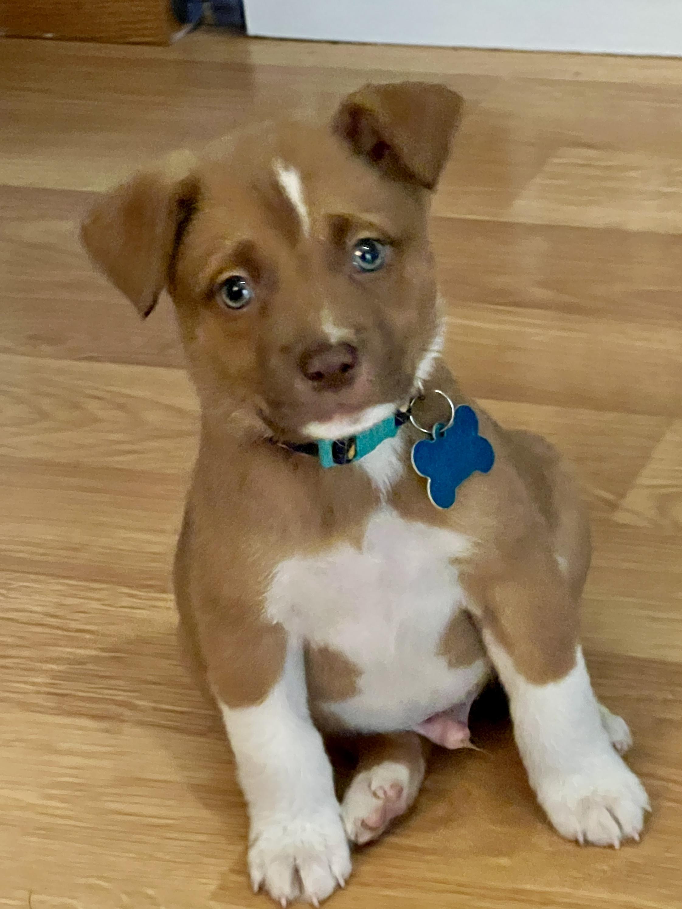 Arnie, a ADOPTABLE mixed breed in Minneapolis, MN image 2/5
