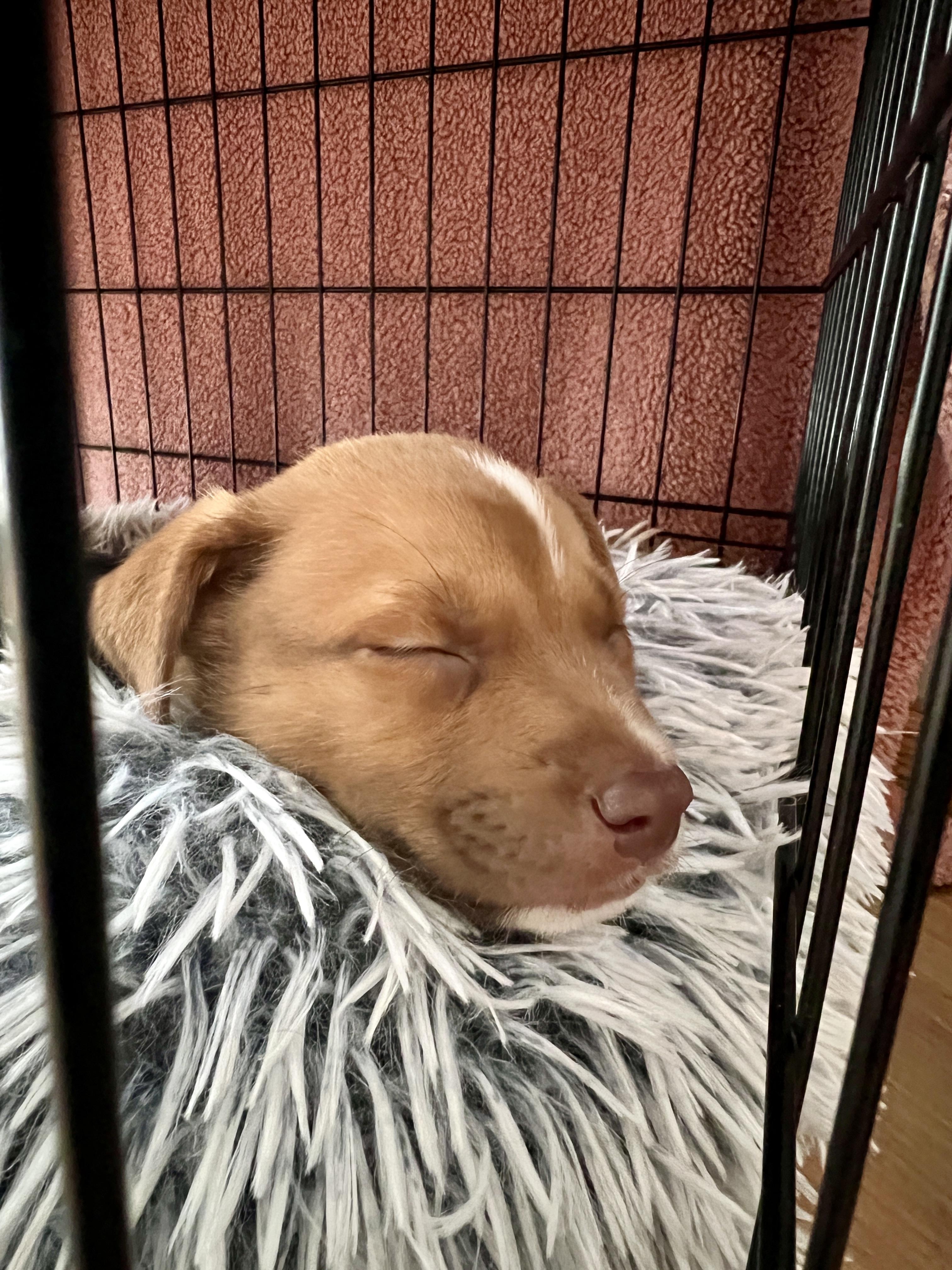 Arnie, a ADOPTABLE mixed breed in Minneapolis, MN image 4/5