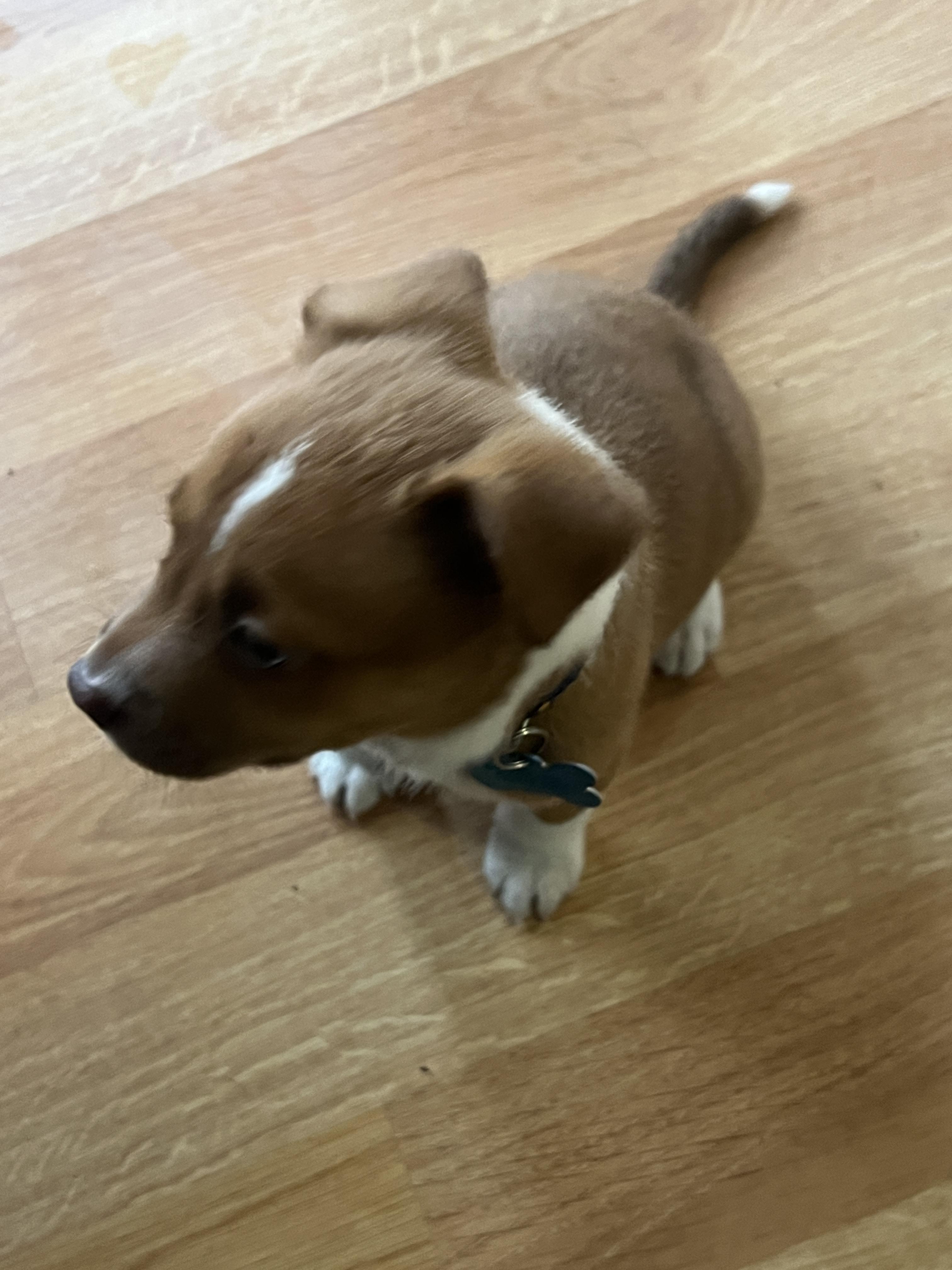 Arnie, a ADOPTABLE mixed breed in Minneapolis, MN image 3/5