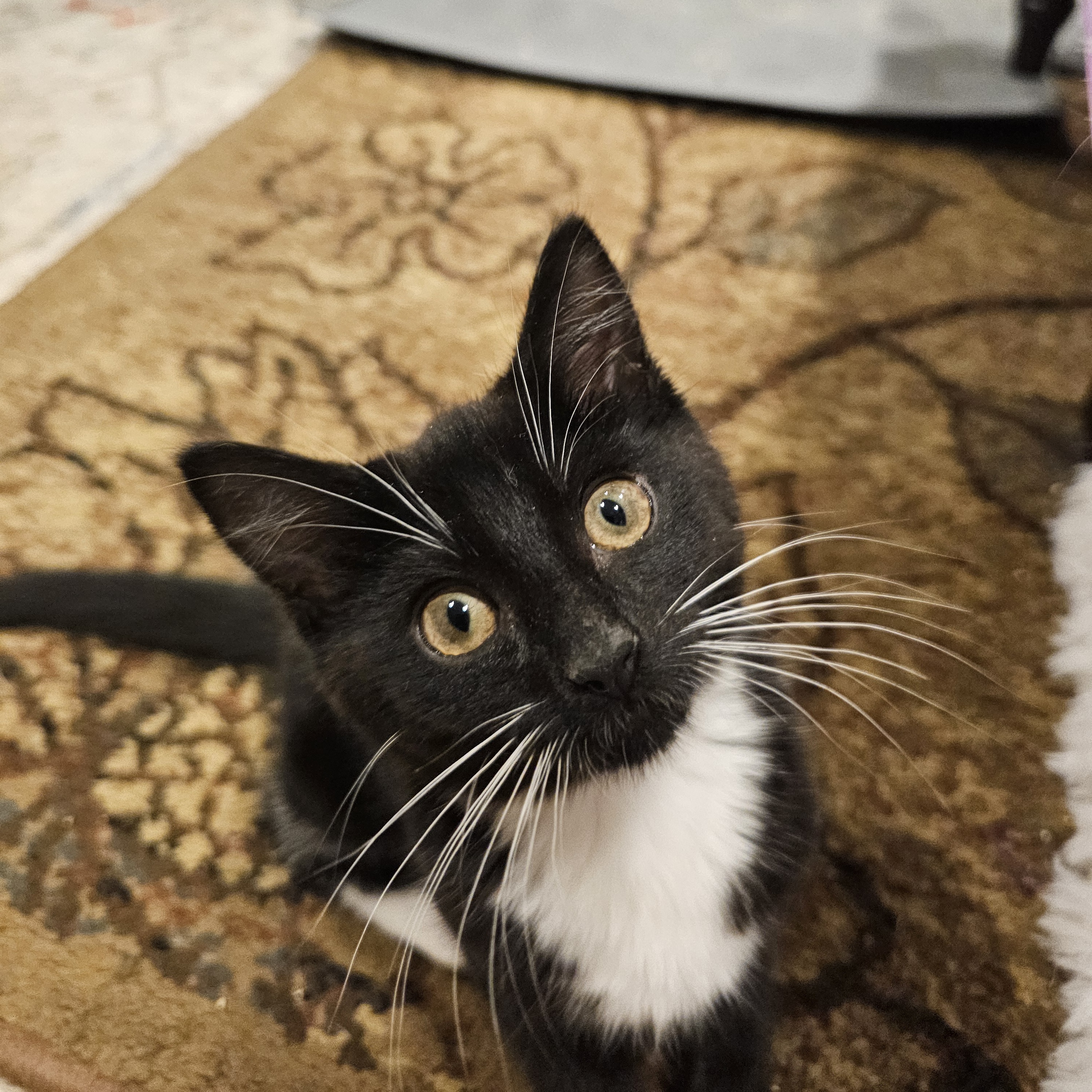 Enlarge Nori, a Adopted Domestic Short Hair in Ridgefield, CT image 1/6