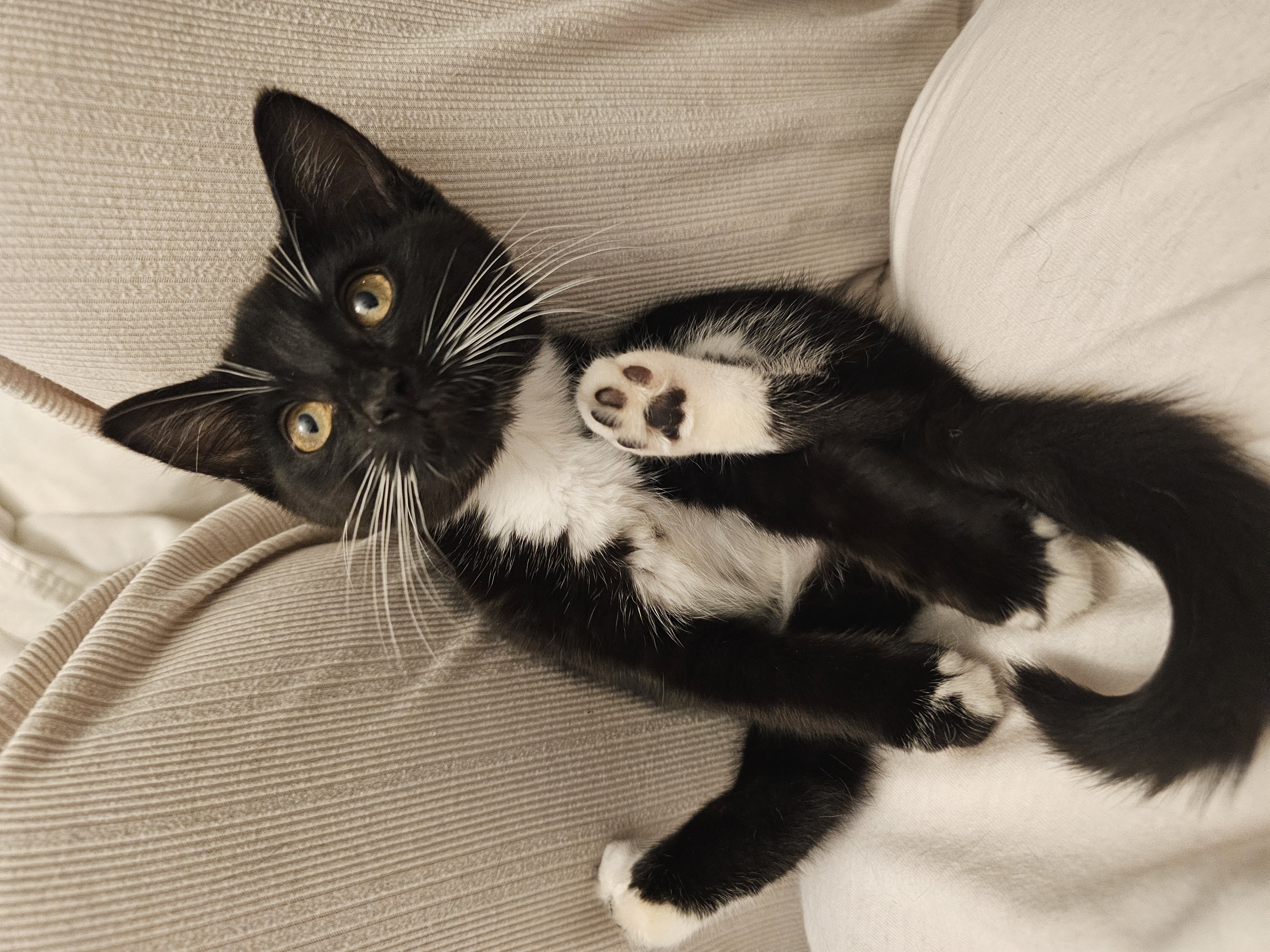 Enlarge Nori, a Adopted Domestic Short Hair in Ridgefield, CT image 3/6