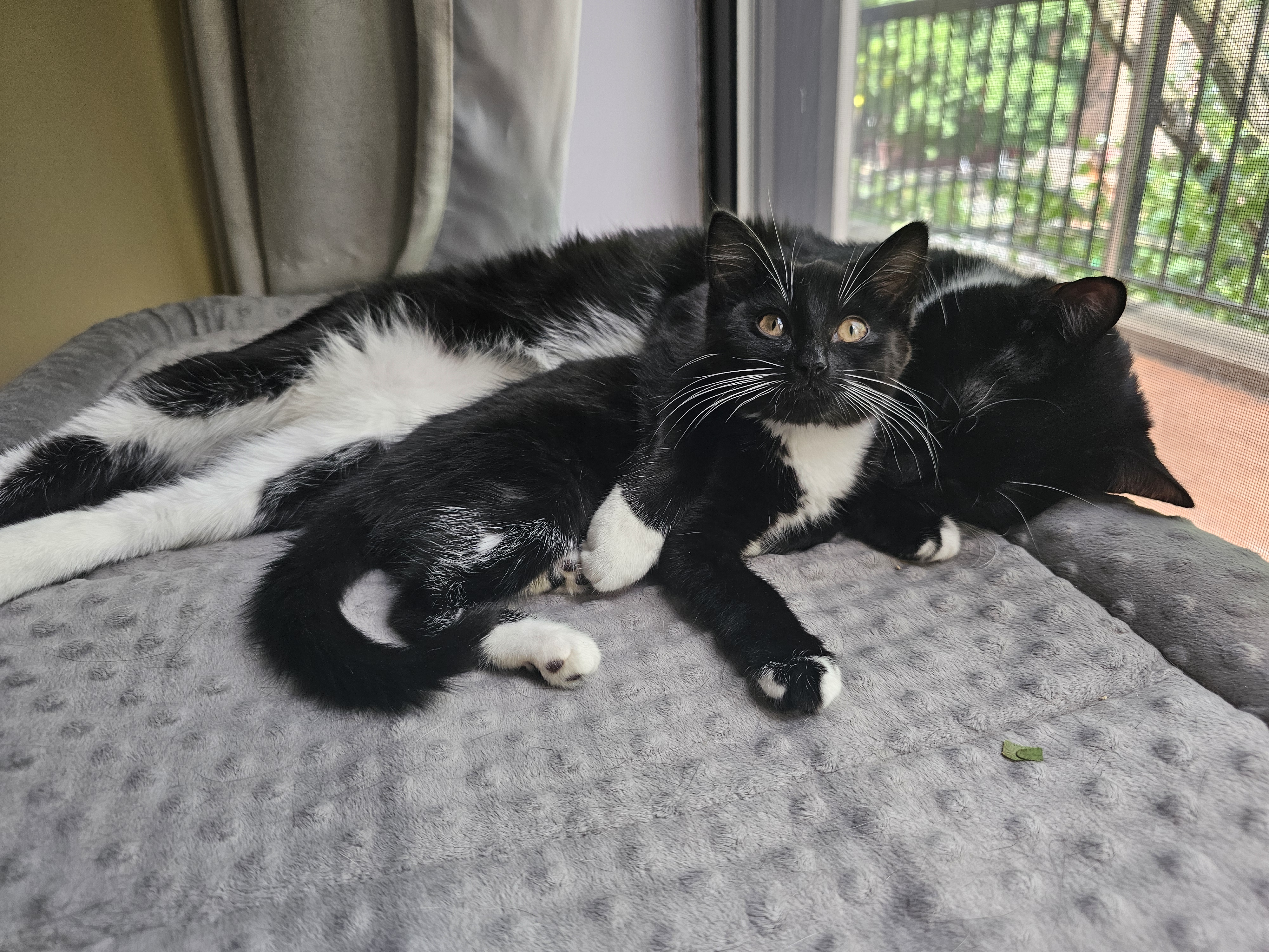 Enlarge Nori, a Adopted Domestic Short Hair in Ridgefield, CT image 5/6