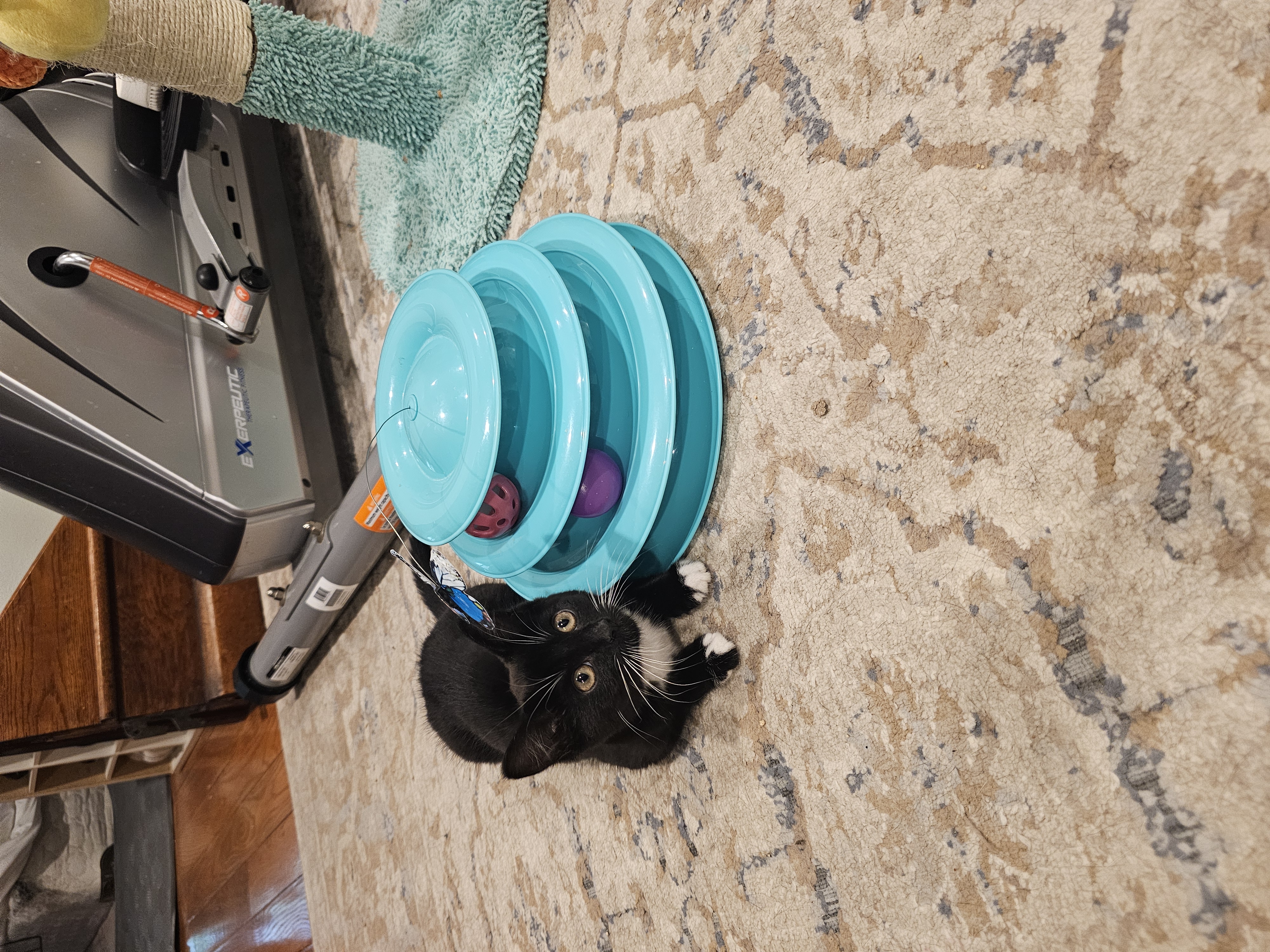 Enlarge Nori, a Adopted Domestic Short Hair in Ridgefield, CT image 6/6