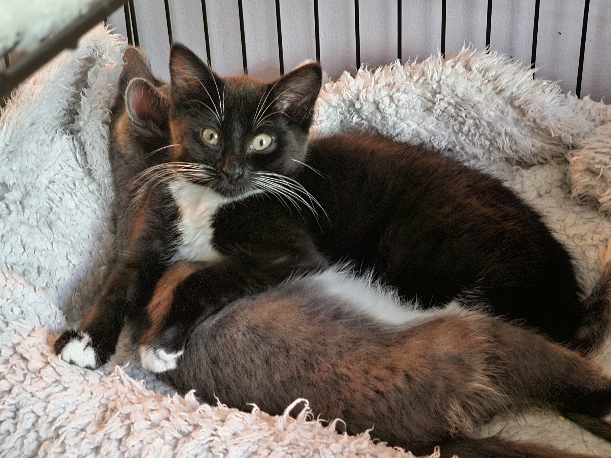 Enlarge Nori, a Adopted Domestic Short Hair in Ridgefield, CT image 4/6