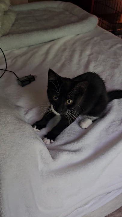 Enlarge Nori, a Adopted Domestic Short Hair in Ridgefield, CT video 2/6