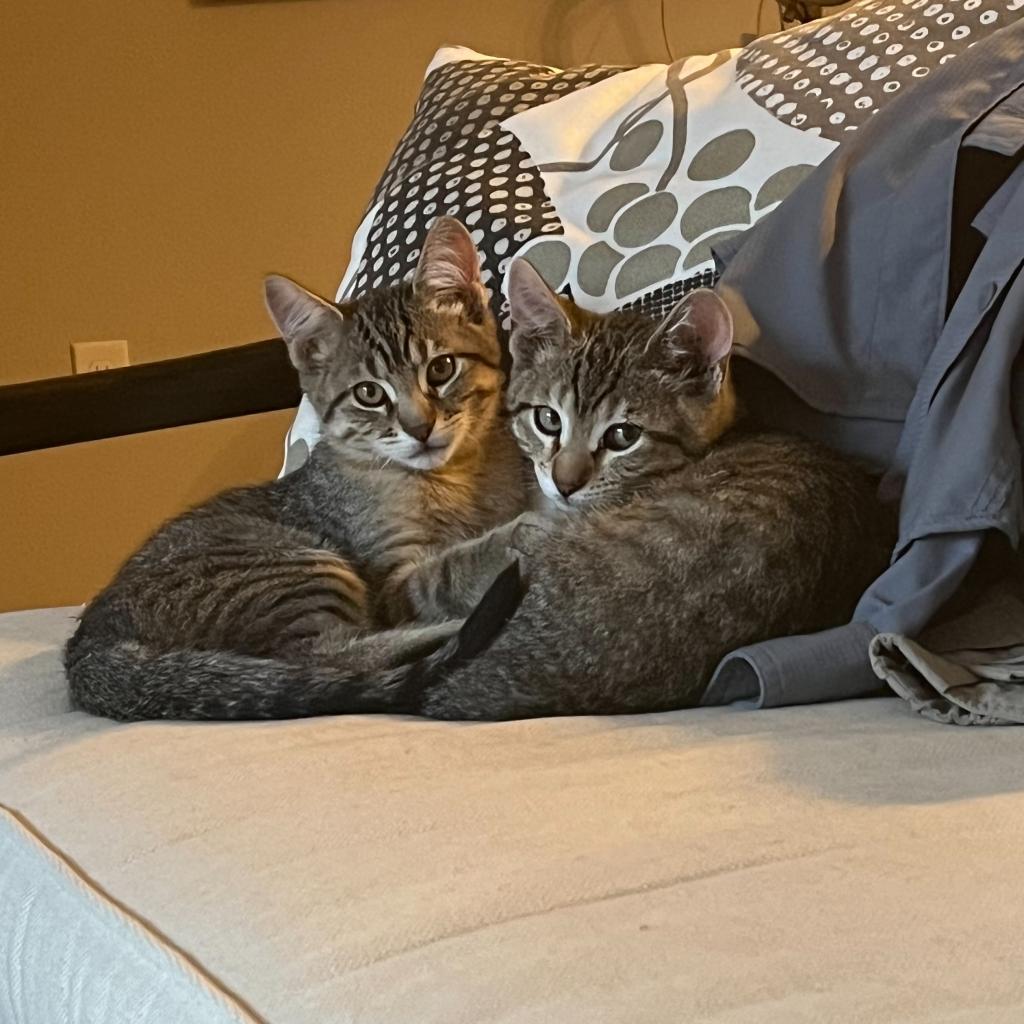 Hunter, Adoptable, Adult Male Domestic Short Hair.