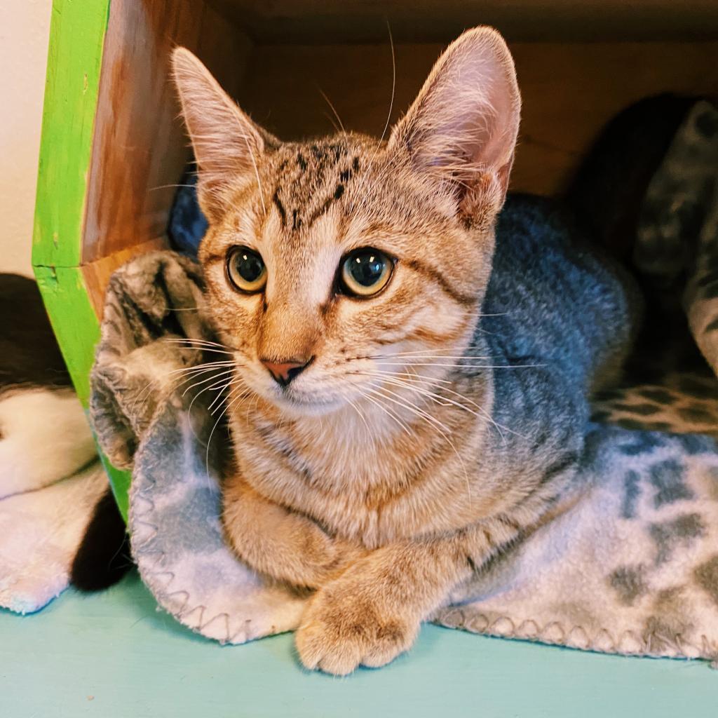 Enlarge Hunter, a Adoptable Domestic Short Hair in Denver, CO image 2/6