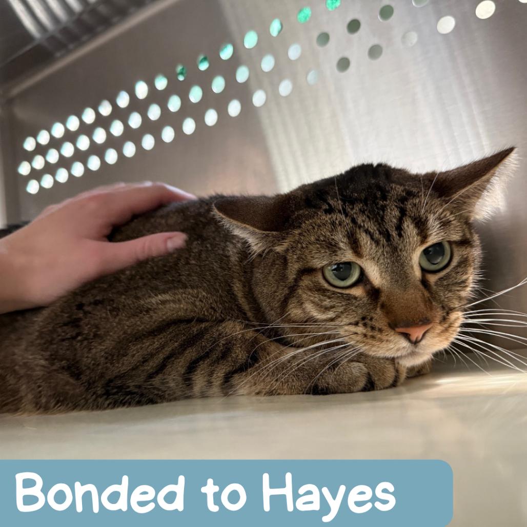 Enlarge Hunter, a Adoptable Domestic Short Hair in Denver, CO image 3/6
