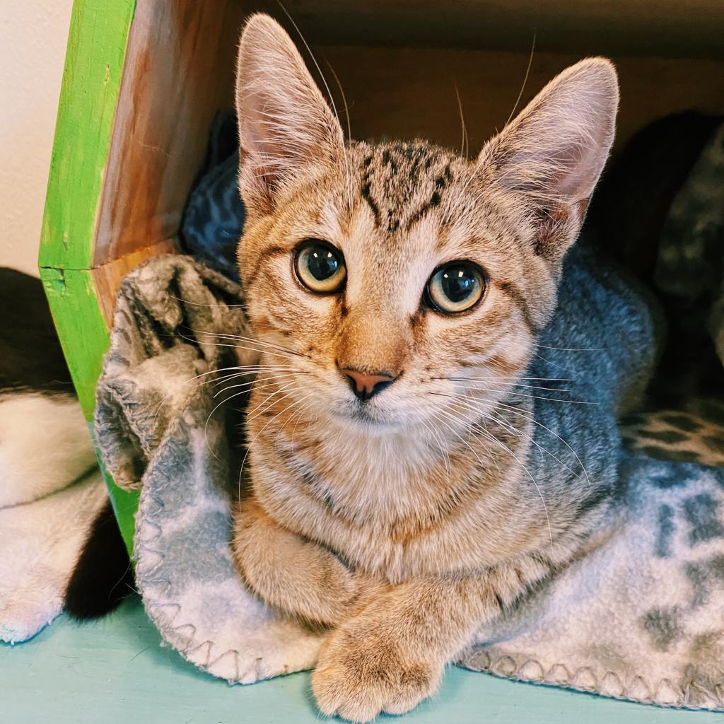 Enlarge Hunter, a Adoptable Domestic Short Hair in Denver, CO image 4/6