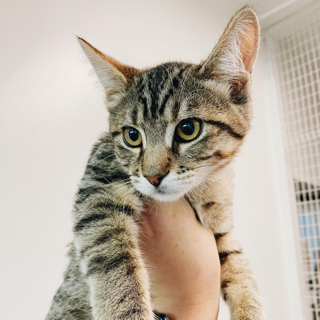 Enlarge Hunter, a Adoptable Domestic Short Hair in Denver, CO image 5/6