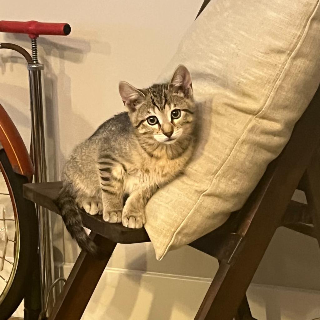 Enlarge Hunter, a Adoptable Domestic Short Hair in Denver, CO image 6/6