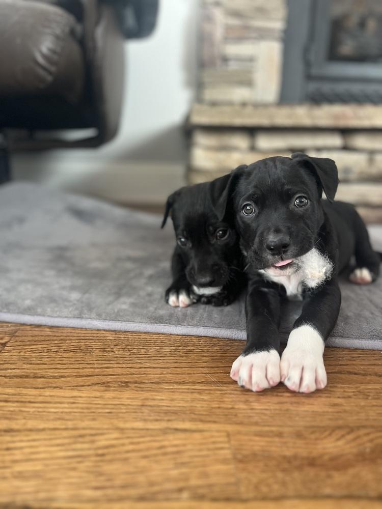 BookTok Fantasy Litter - Pax - Located in NC