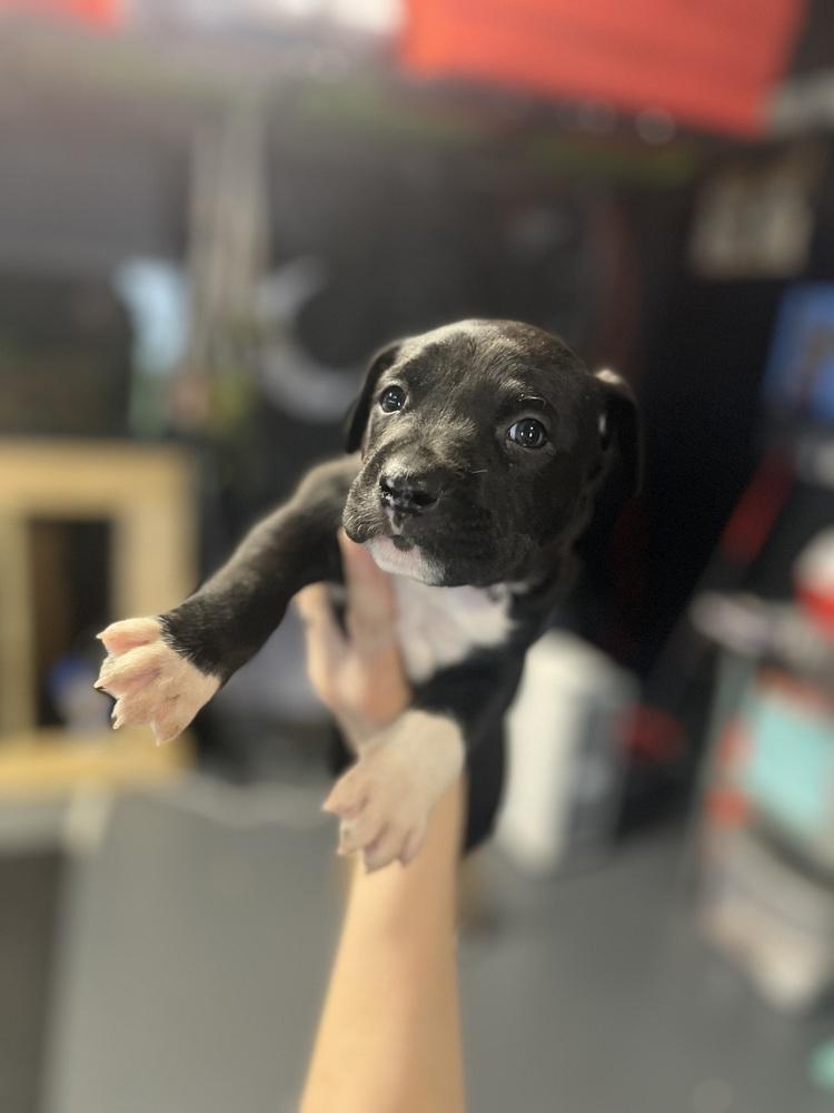 BookTok Fantasy Litter - Pax - Located in NC — thumbnail 4