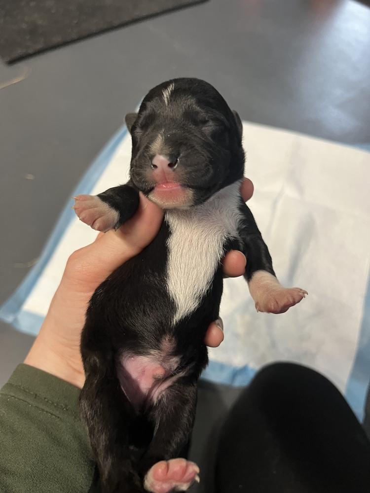 BookTok Fantasy Litter - Pax - Located in NC — thumbnail 5