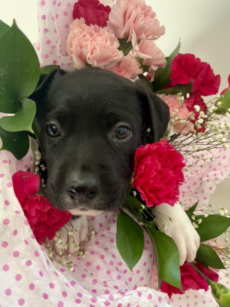 BookTok Fantasy Litter - Pax - Located in NC — thumbnail 6