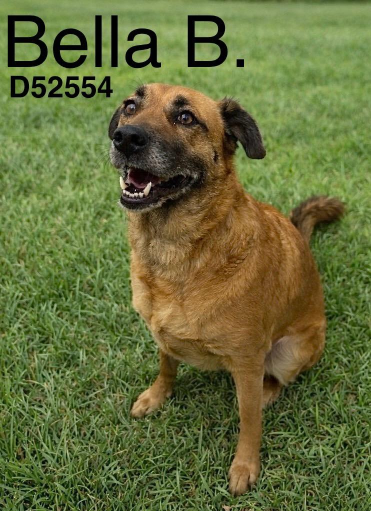 Bella B., Adoptable, Adult Female Mixed Breed.