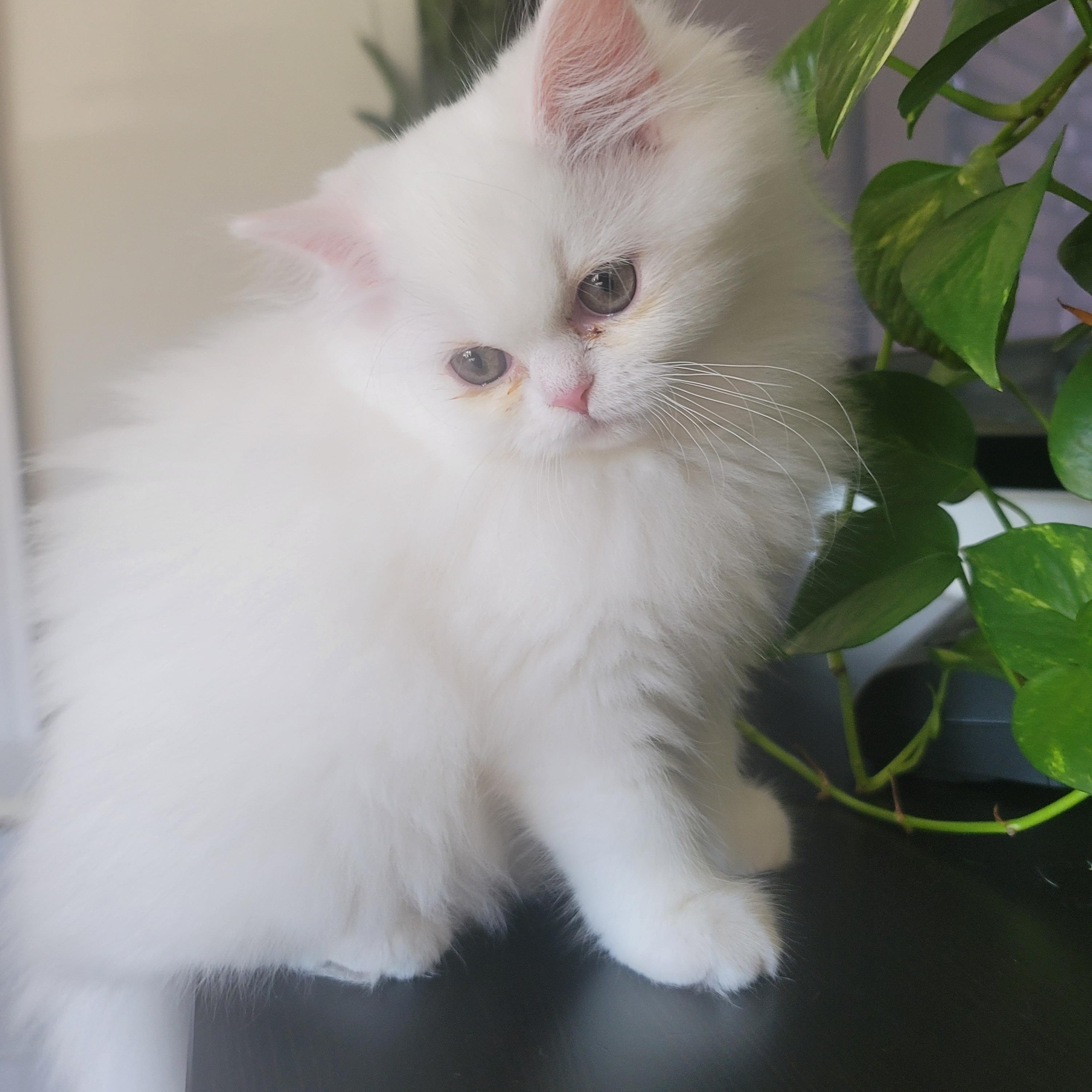 Enlarge CottonBall Kittens, a Adoptable Persian in Scarborough, ON image 1/6