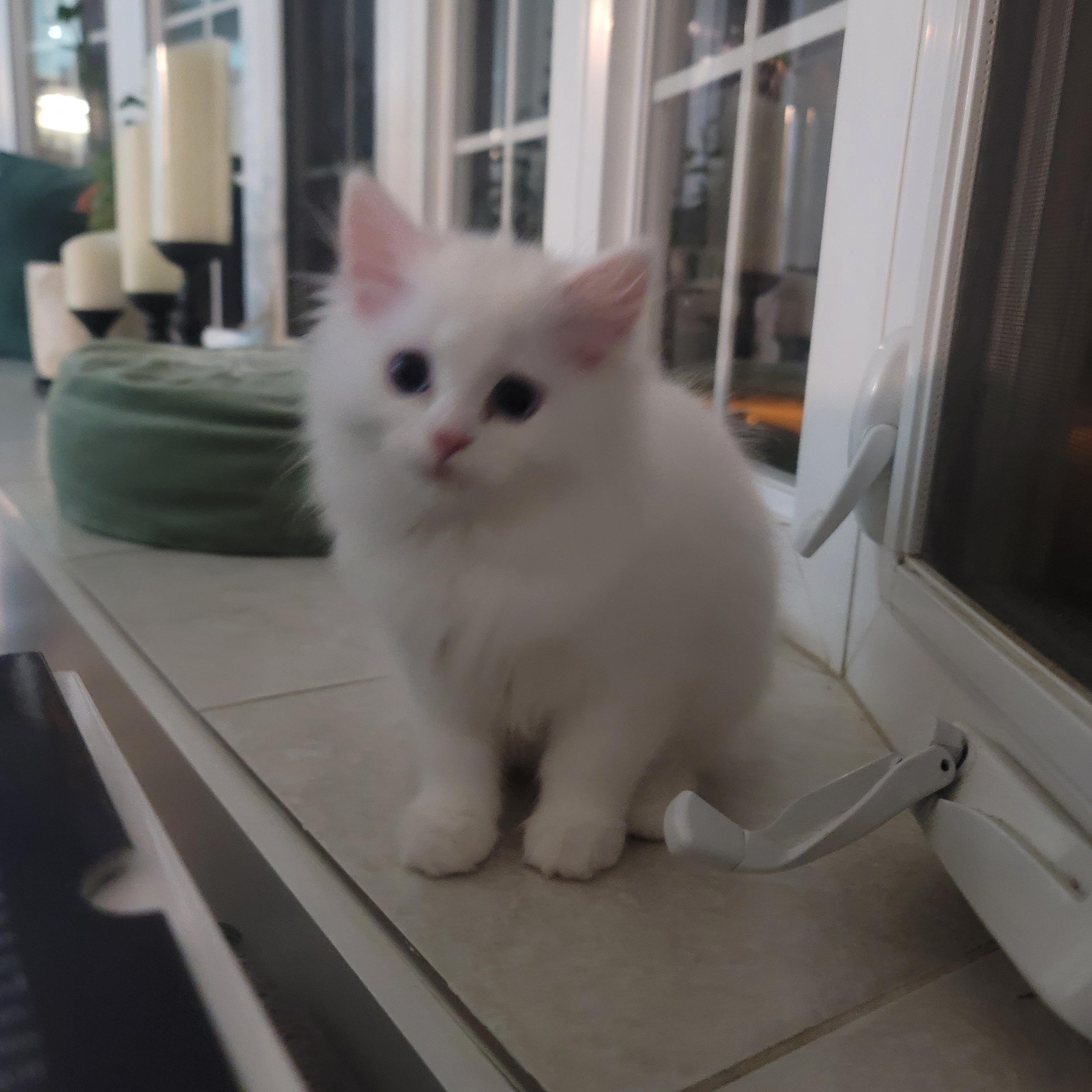 Enlarge CottonBall Kittens, a Adoptable Persian in Scarborough, ON image 3/6