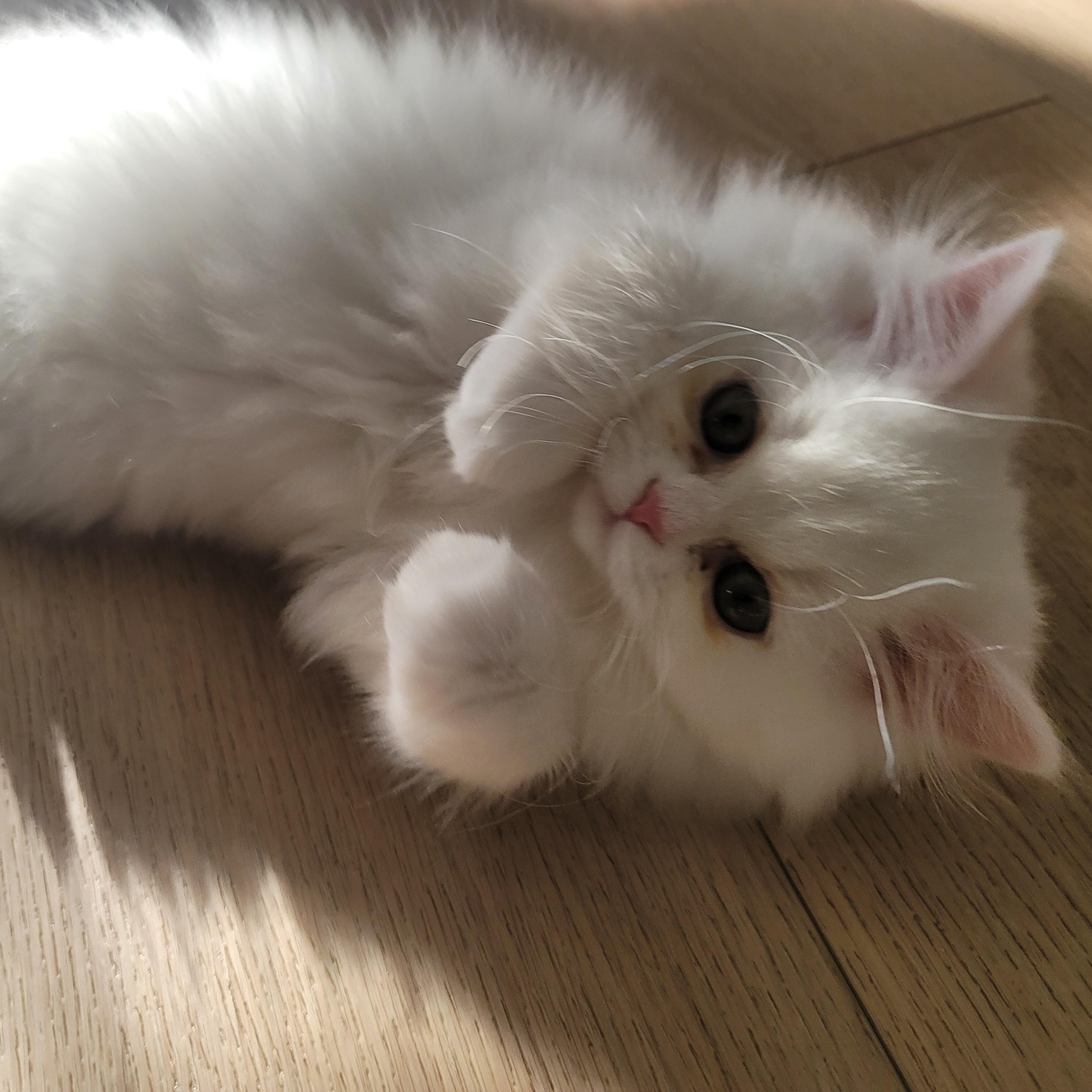 Enlarge CottonBall Kittens, a Adoptable Persian in Scarborough, ON image 4/6