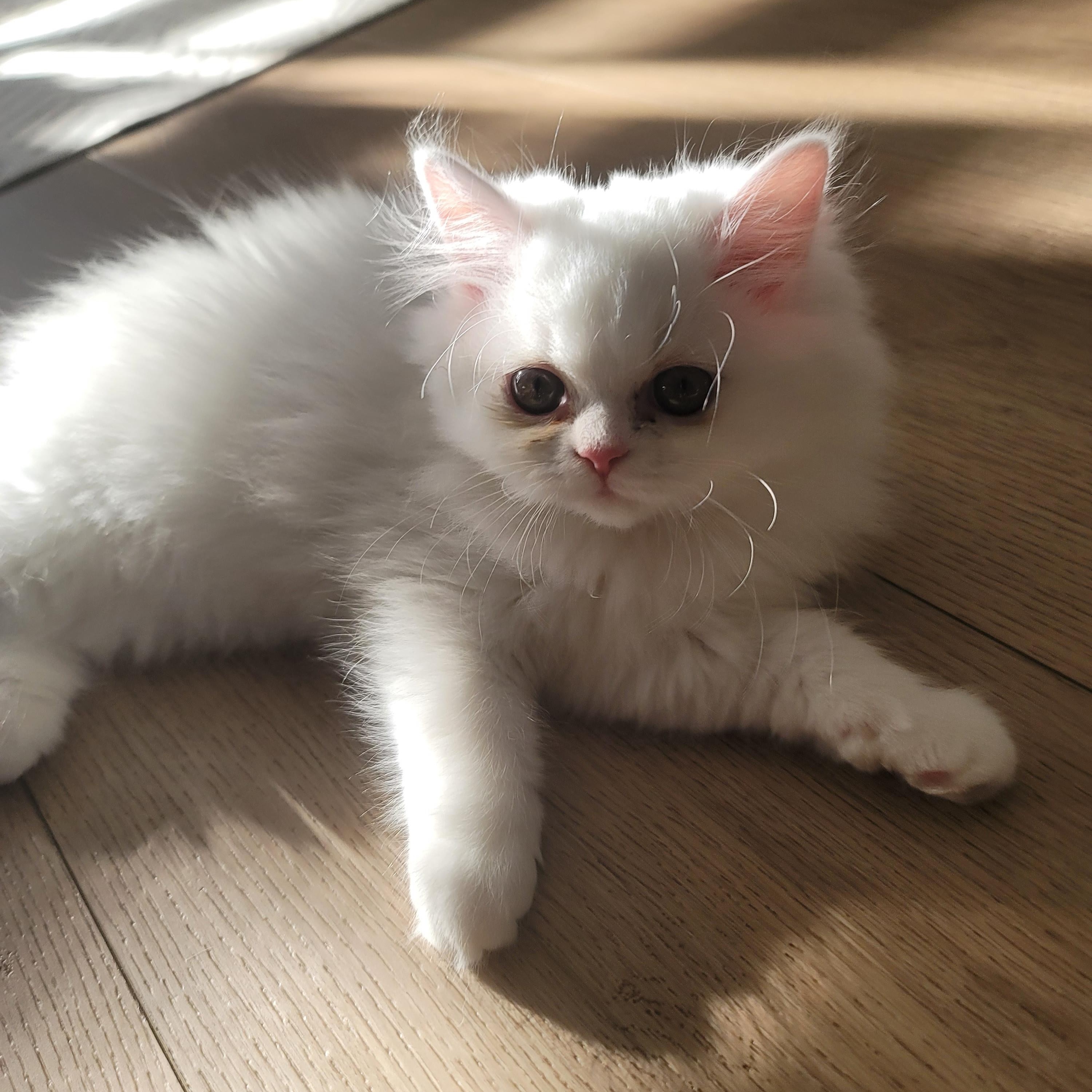 Enlarge CottonBall Kittens, a Adoptable Persian in Scarborough, ON image 5/6