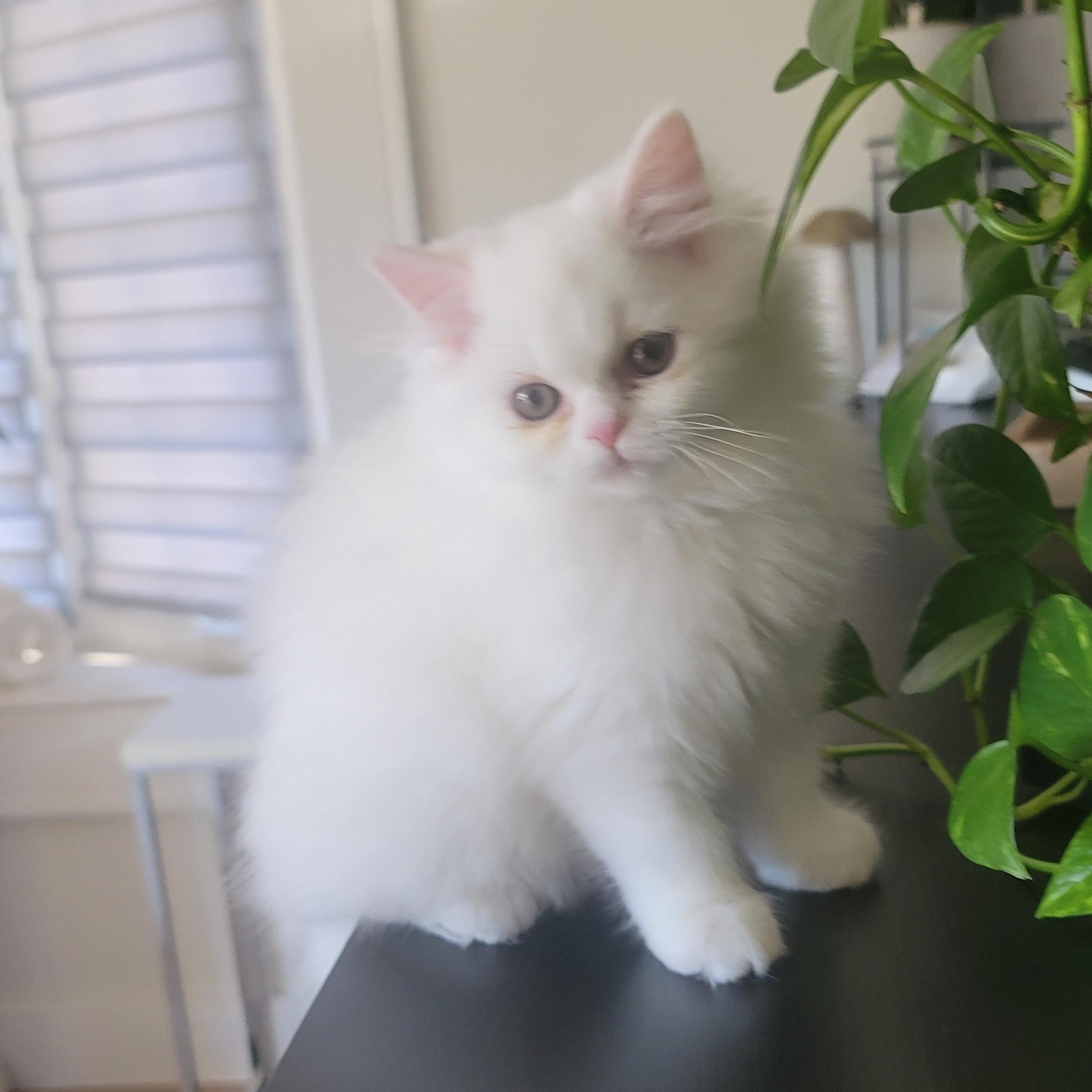 Enlarge CottonBall Kittens, a Adoptable Persian in Scarborough, ON image 6/6