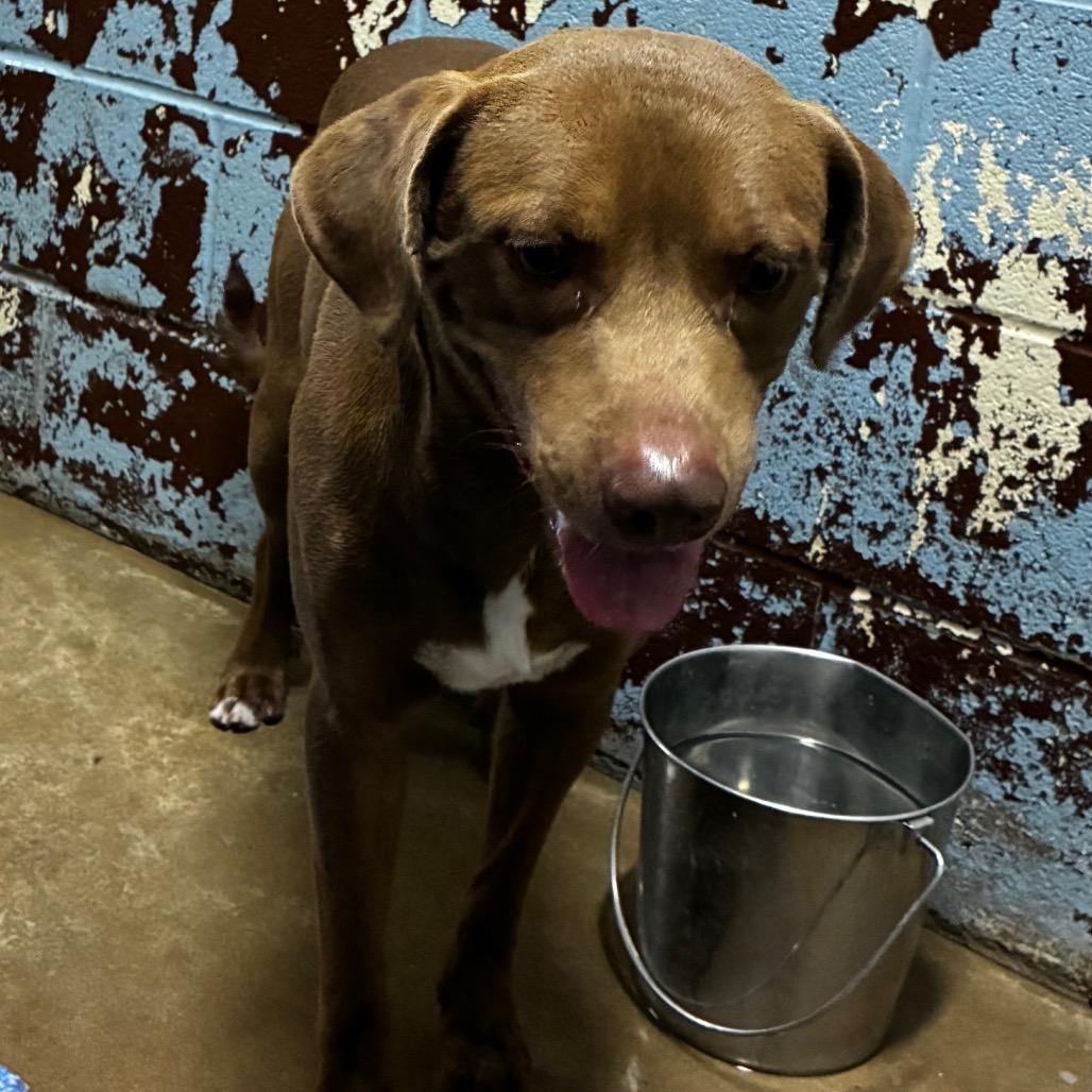 Enlarge Marshal, a Adoptable mixed breed in Pine Bluff, AR image 1/2