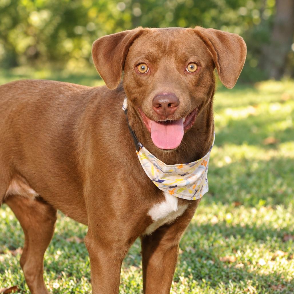Enlarge Marshal, a Adoptable mixed breed in Pine Bluff, AR image 2/2