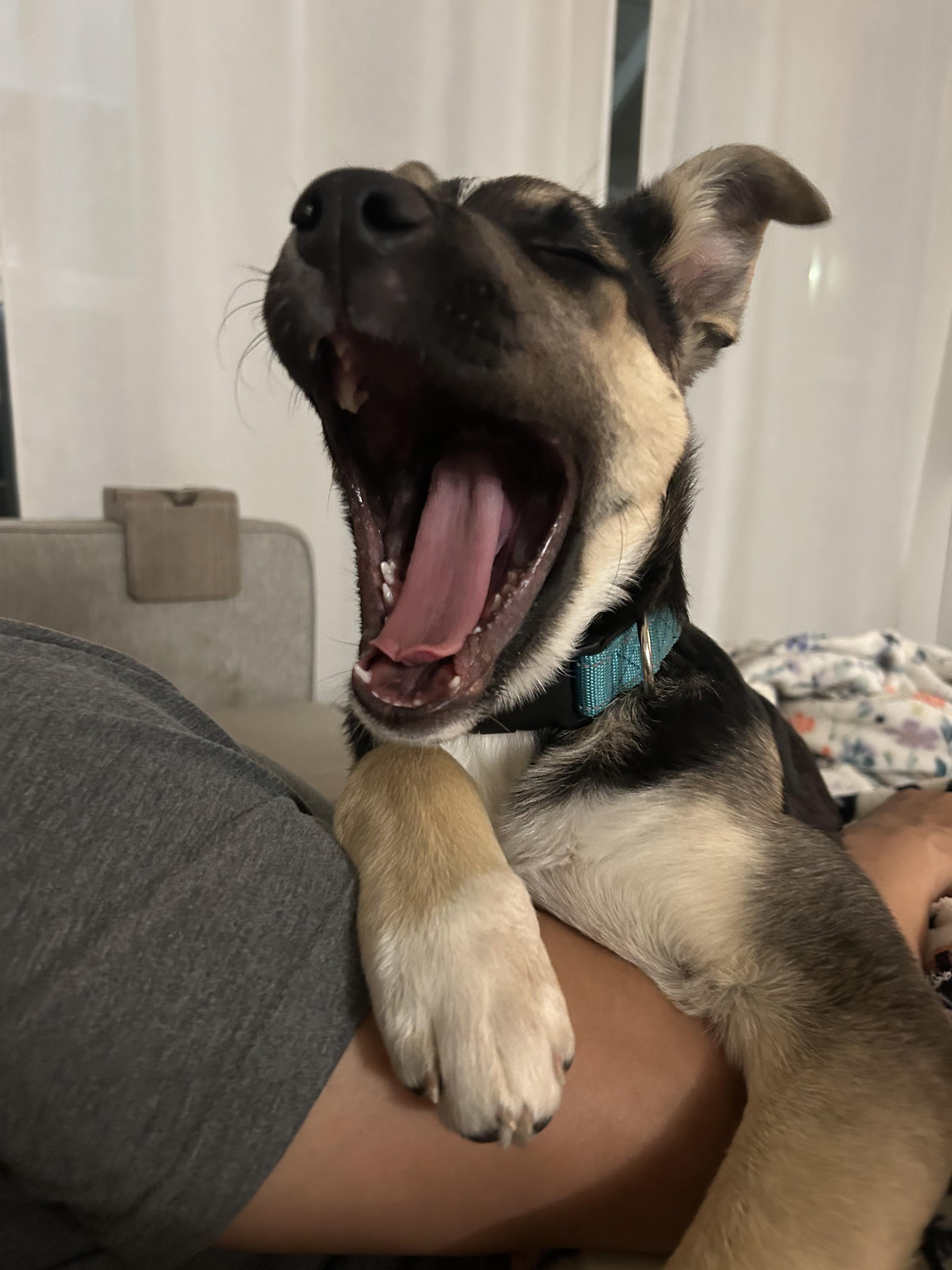 Enlarge Sahara, an adopted mixed breed in Long Beach, CA image 3/5