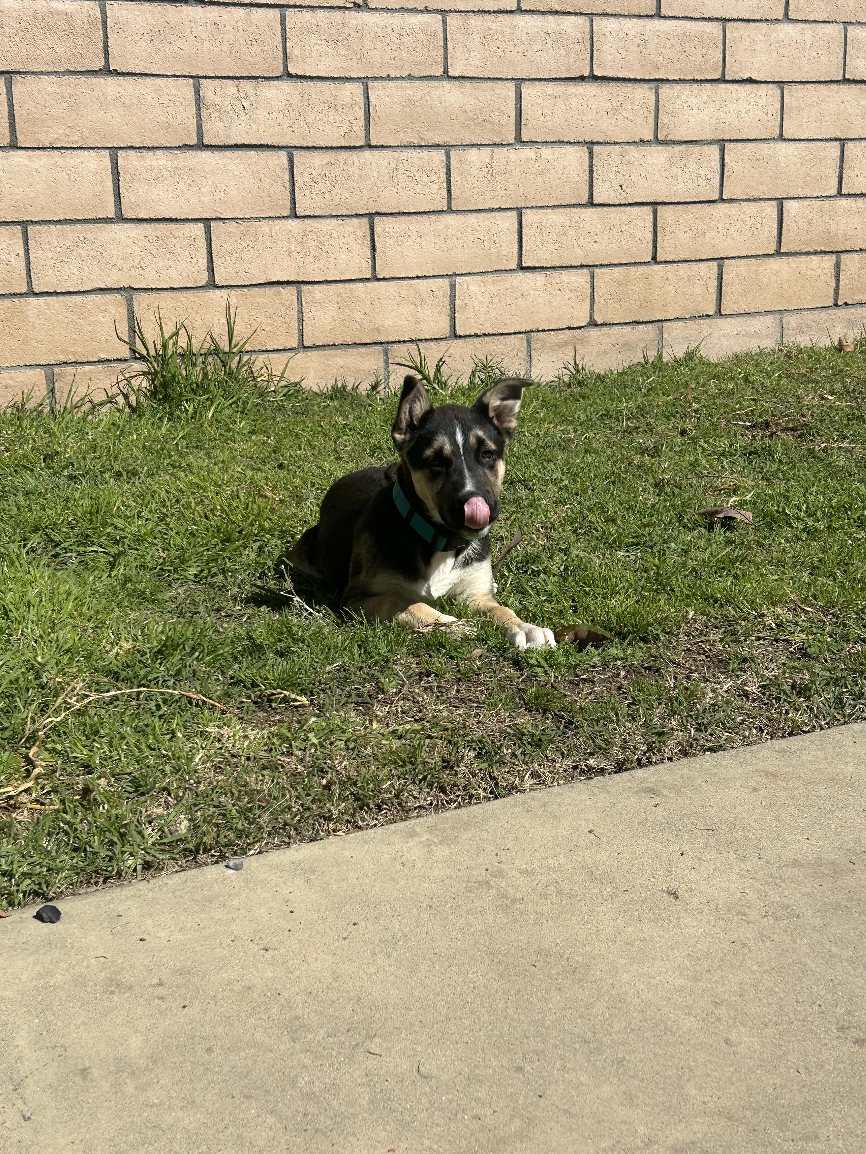 Enlarge Sahara, an adopted mixed breed in Long Beach, CA image 5/5