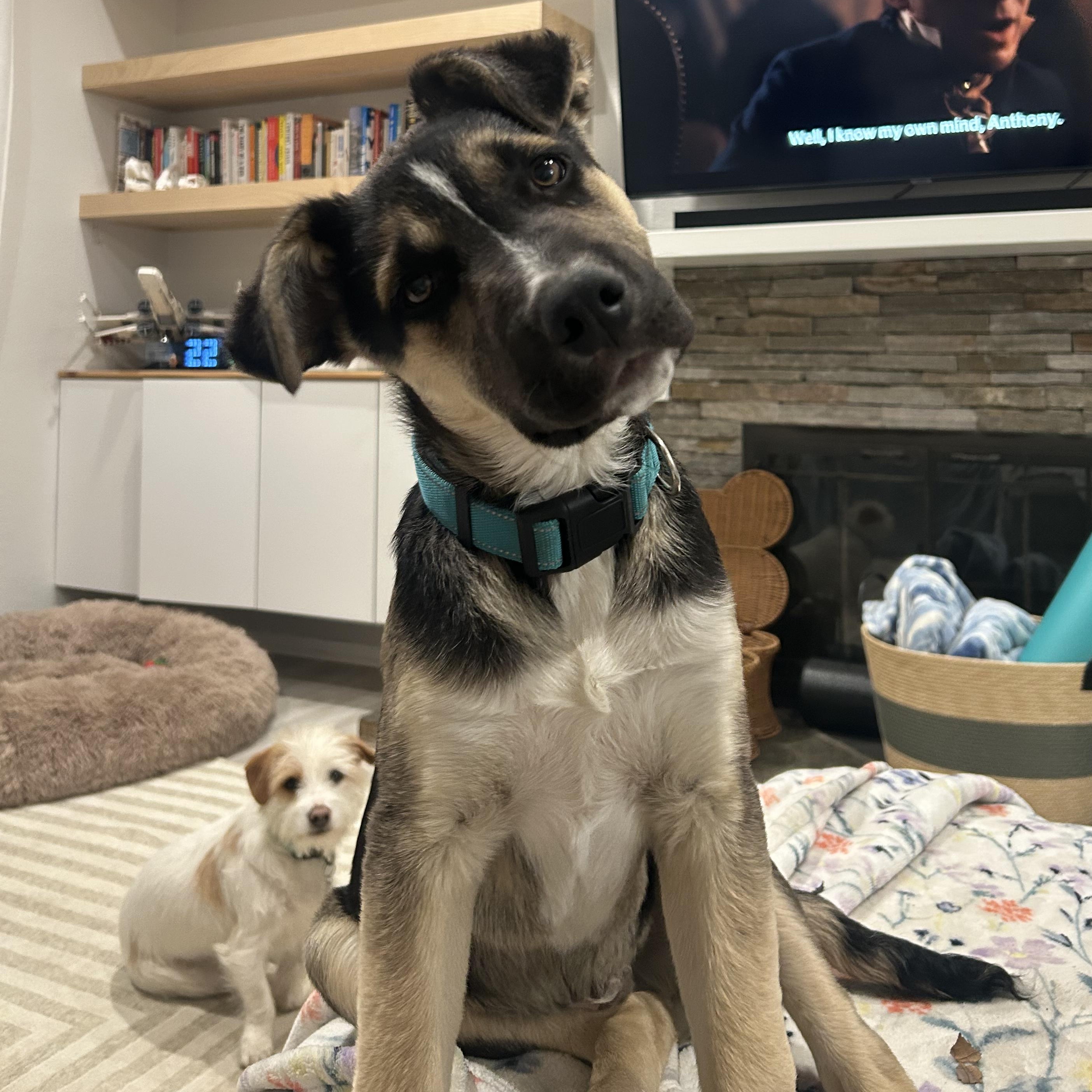 Enlarge Sahara, an adopted mixed breed in Long Beach, CA image 2/5