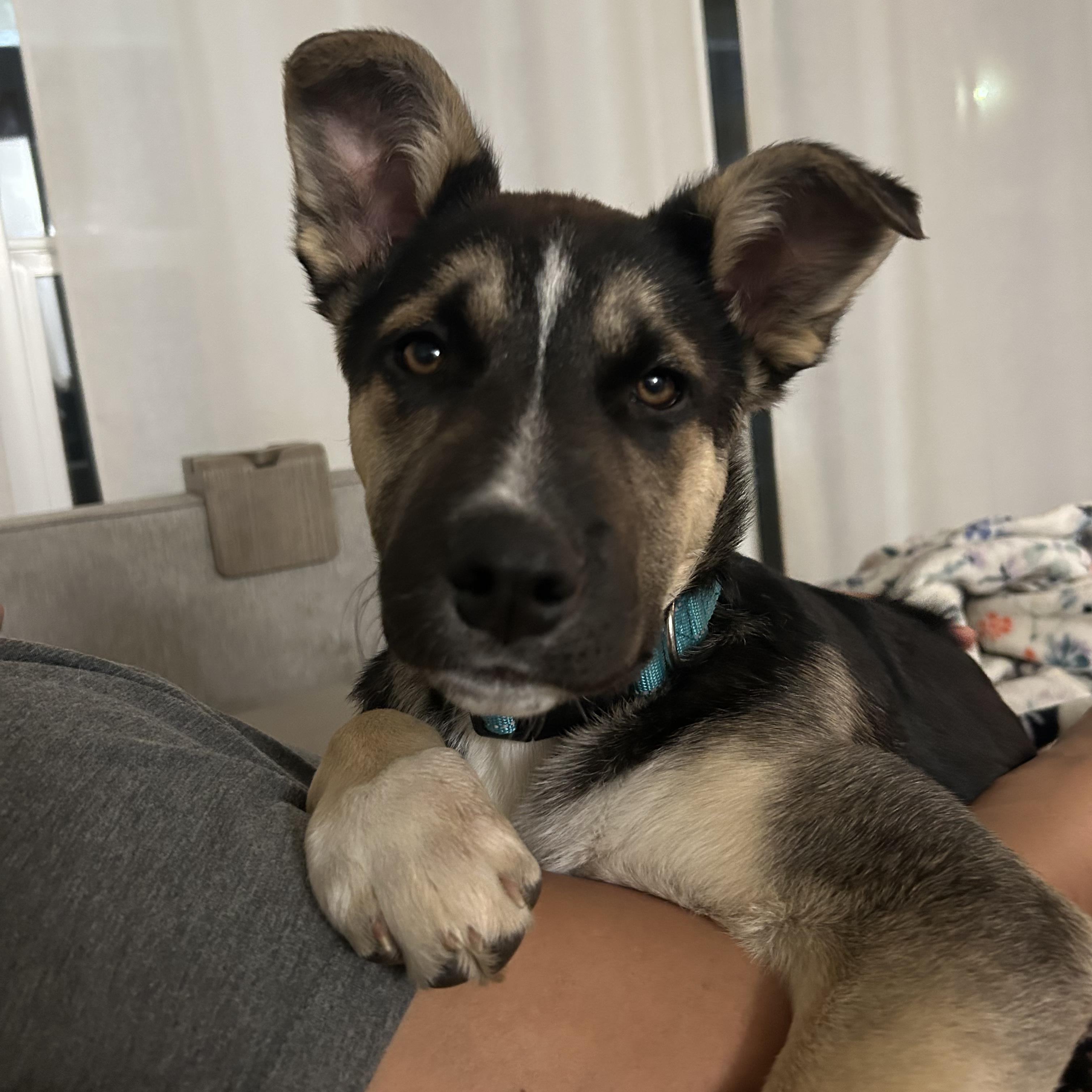 Enlarge Sahara, an adopted mixed breed in Long Beach, CA image 1/5