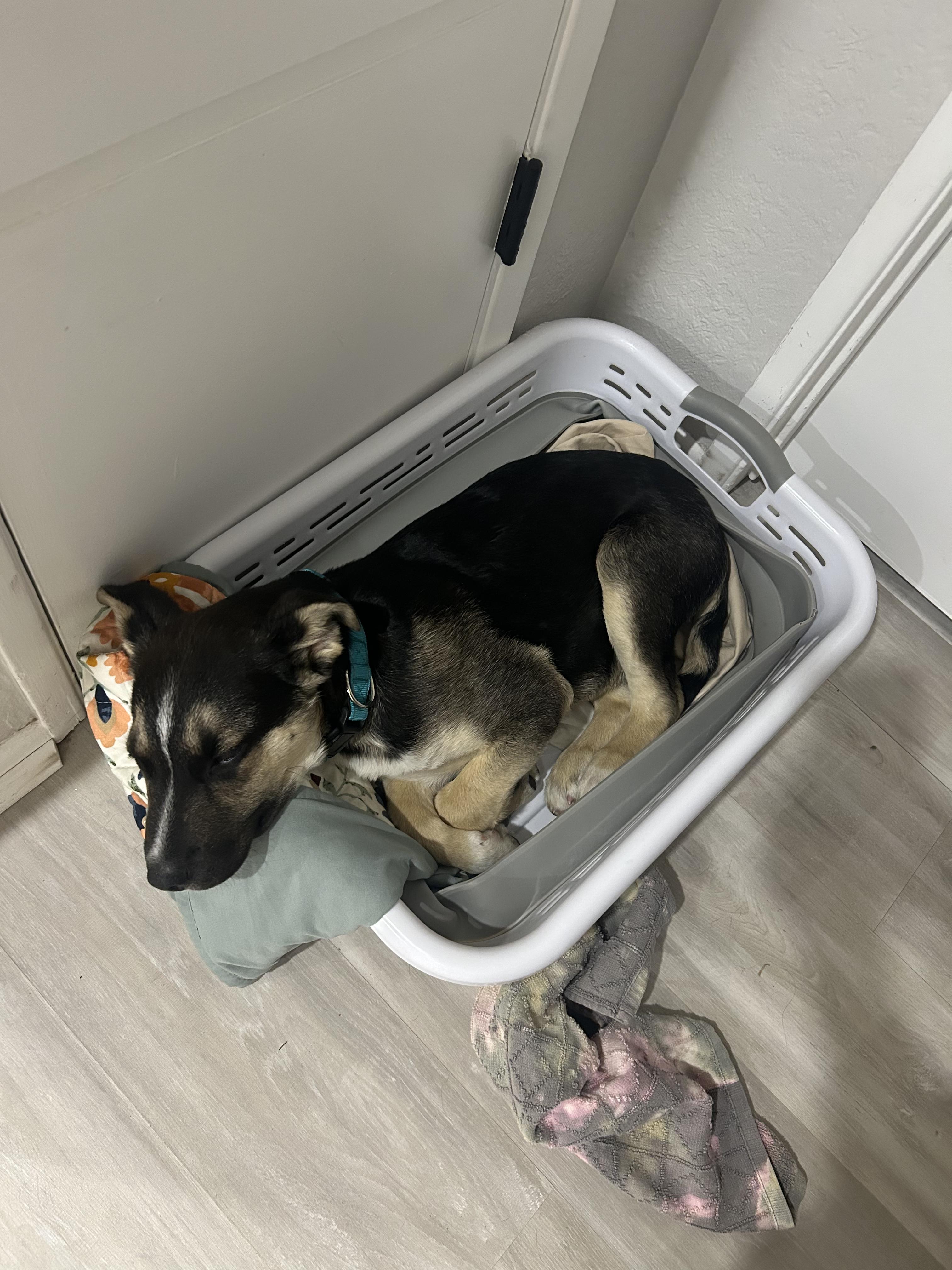 Enlarge Sahara, an adopted mixed breed in Long Beach, CA image 4/5