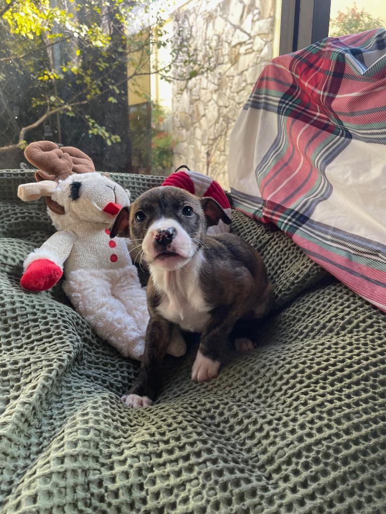 The Princess and the Frog (Bayou), Adoptable, Puppy Female Australian Shepherd.