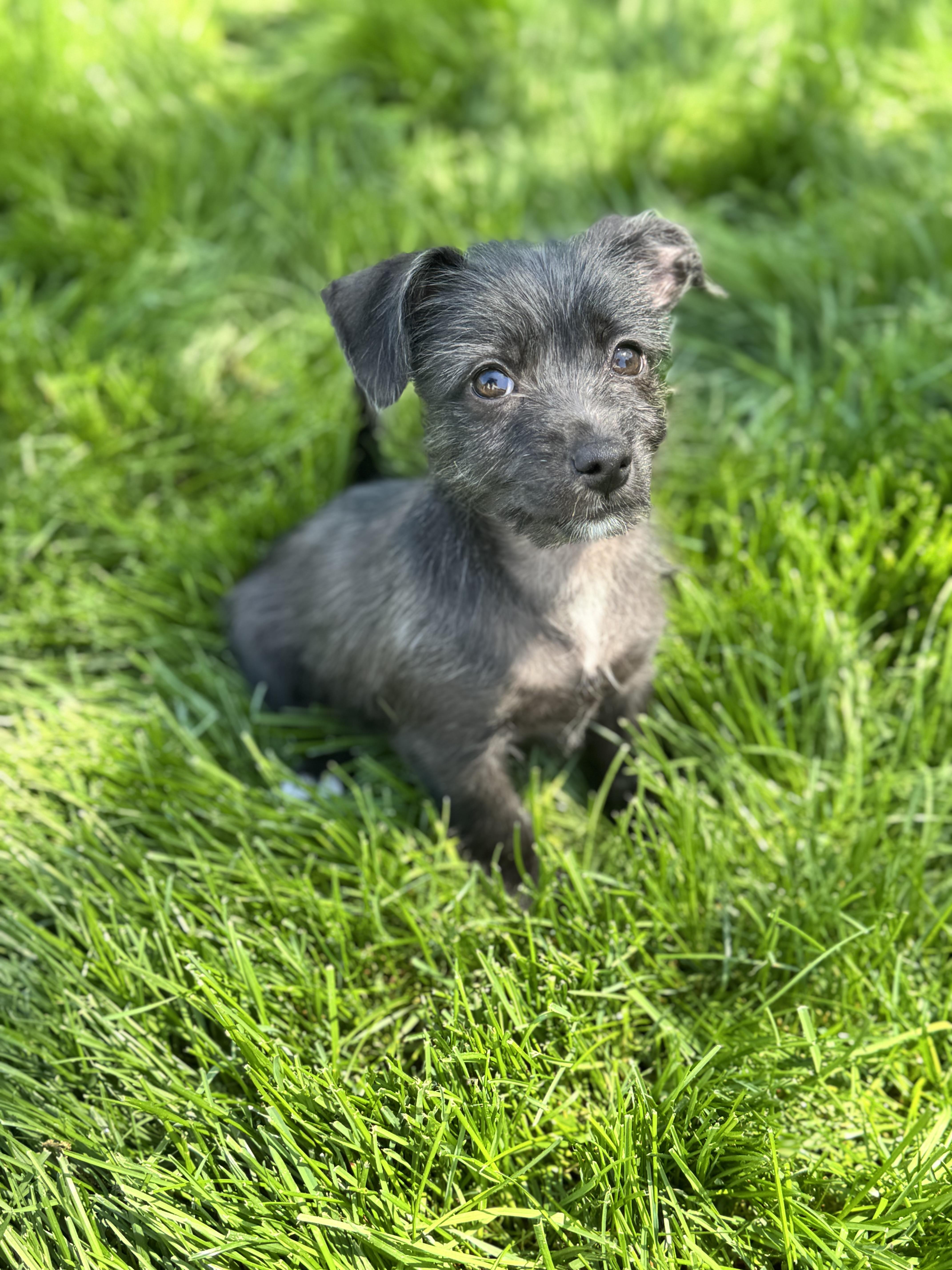 Enlarge Ash, an adopted mixed breed in Gainesville, VA image 5/6