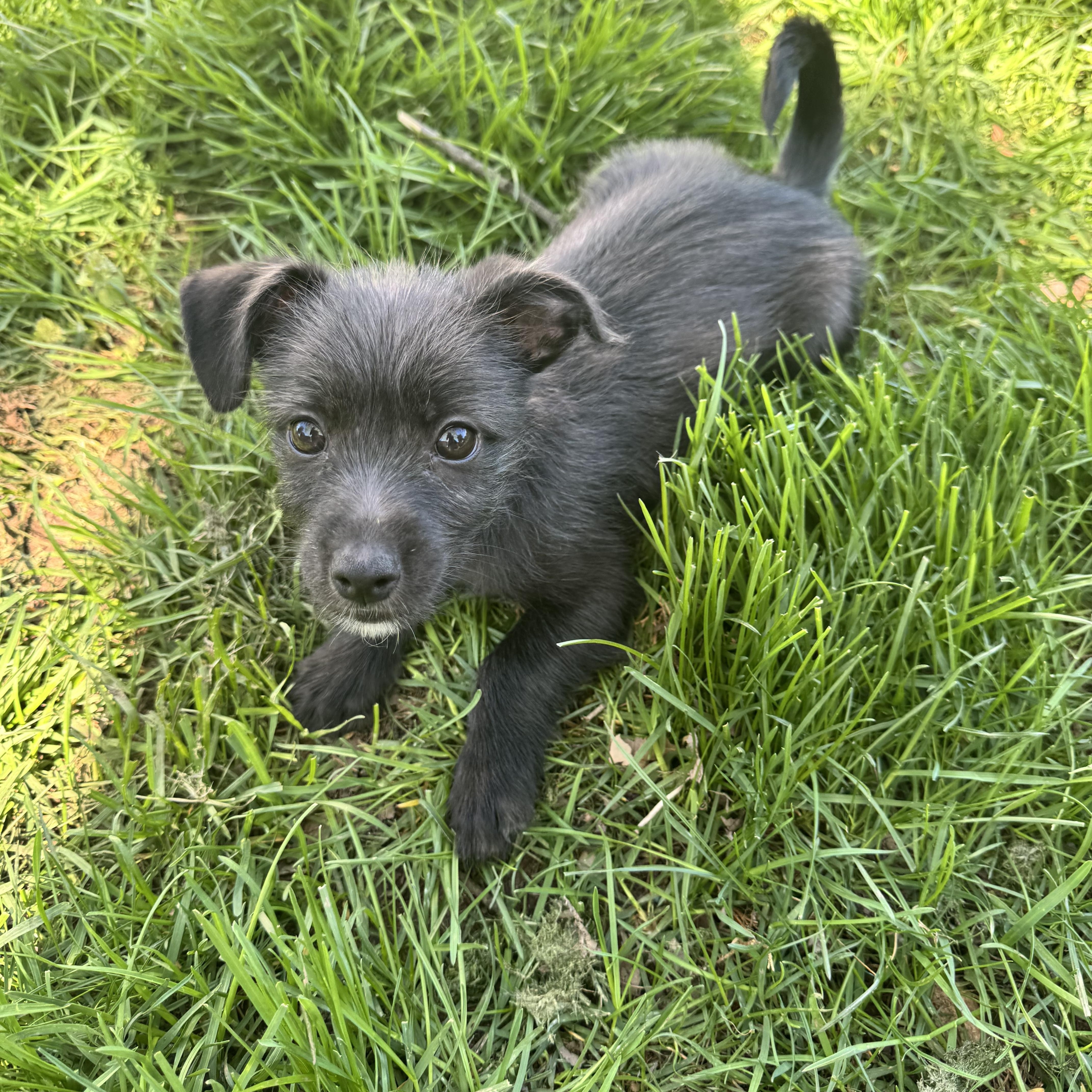 Enlarge Ash, an adopted mixed breed in Gainesville, VA image 6/6