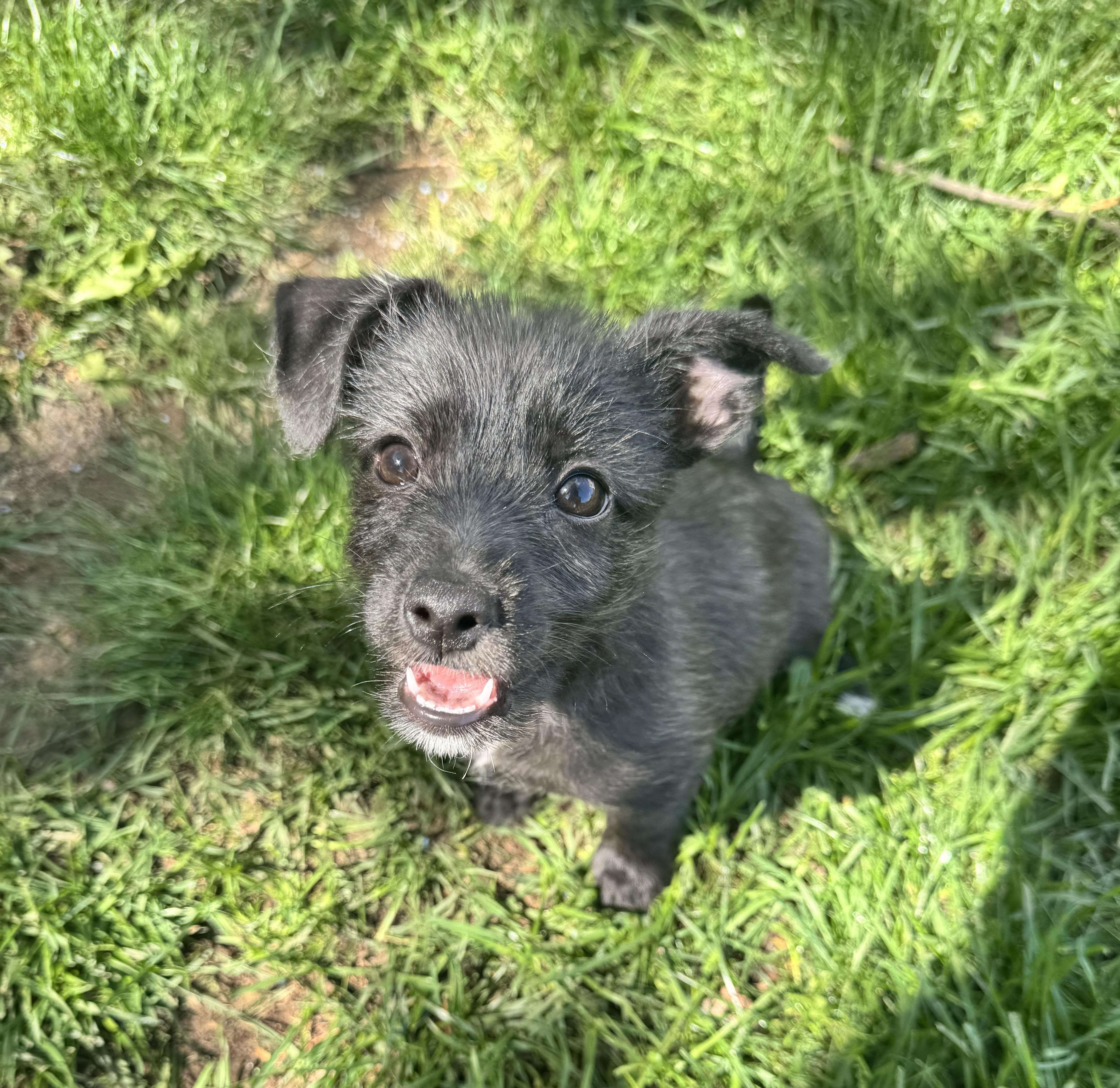 Enlarge Ash, an adopted mixed breed in Gainesville, VA image 4/6