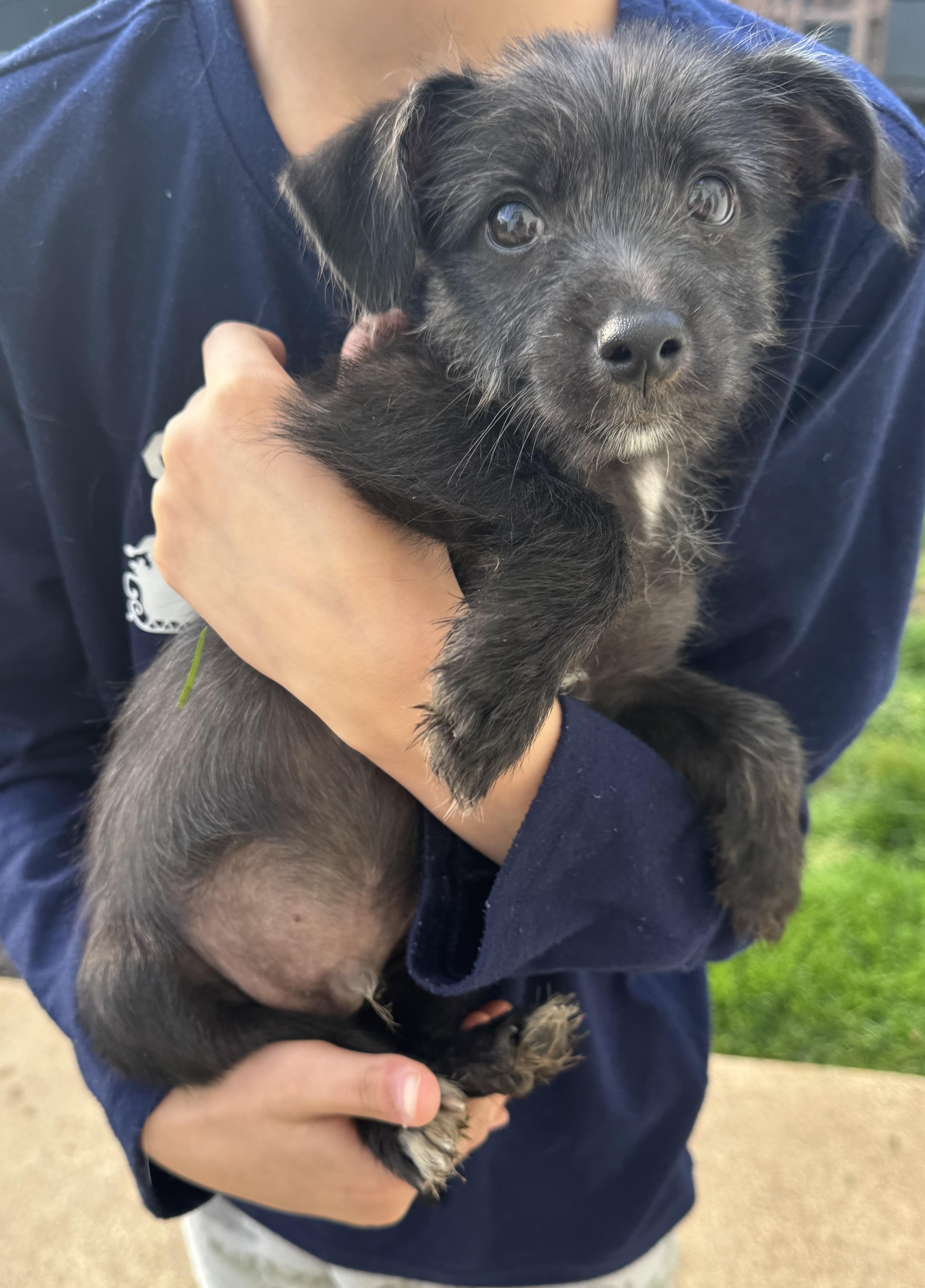 Enlarge Ash, an adopted mixed breed in Gainesville, VA image 2/6