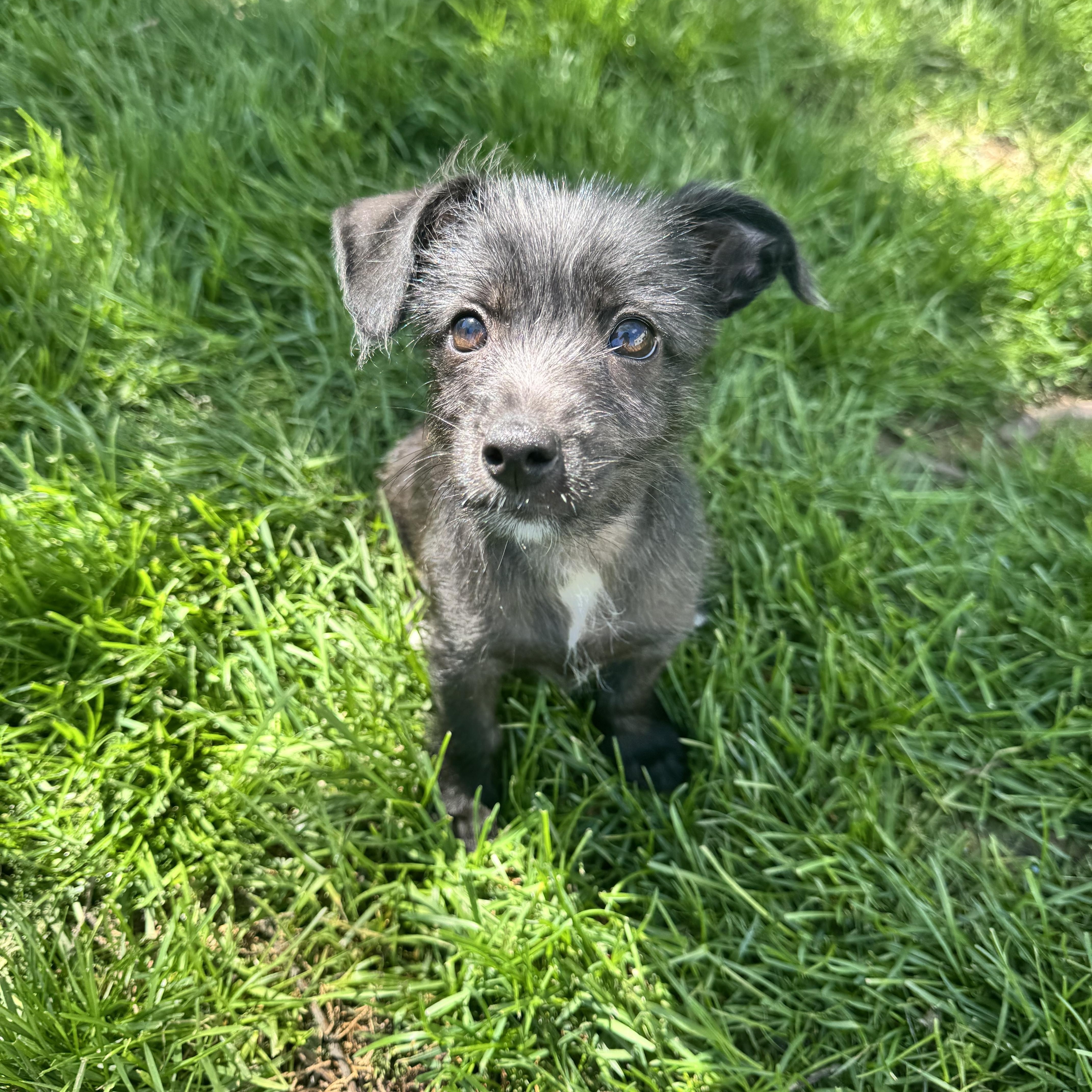 Enlarge Ash, an adopted mixed breed in Gainesville, VA image 3/6