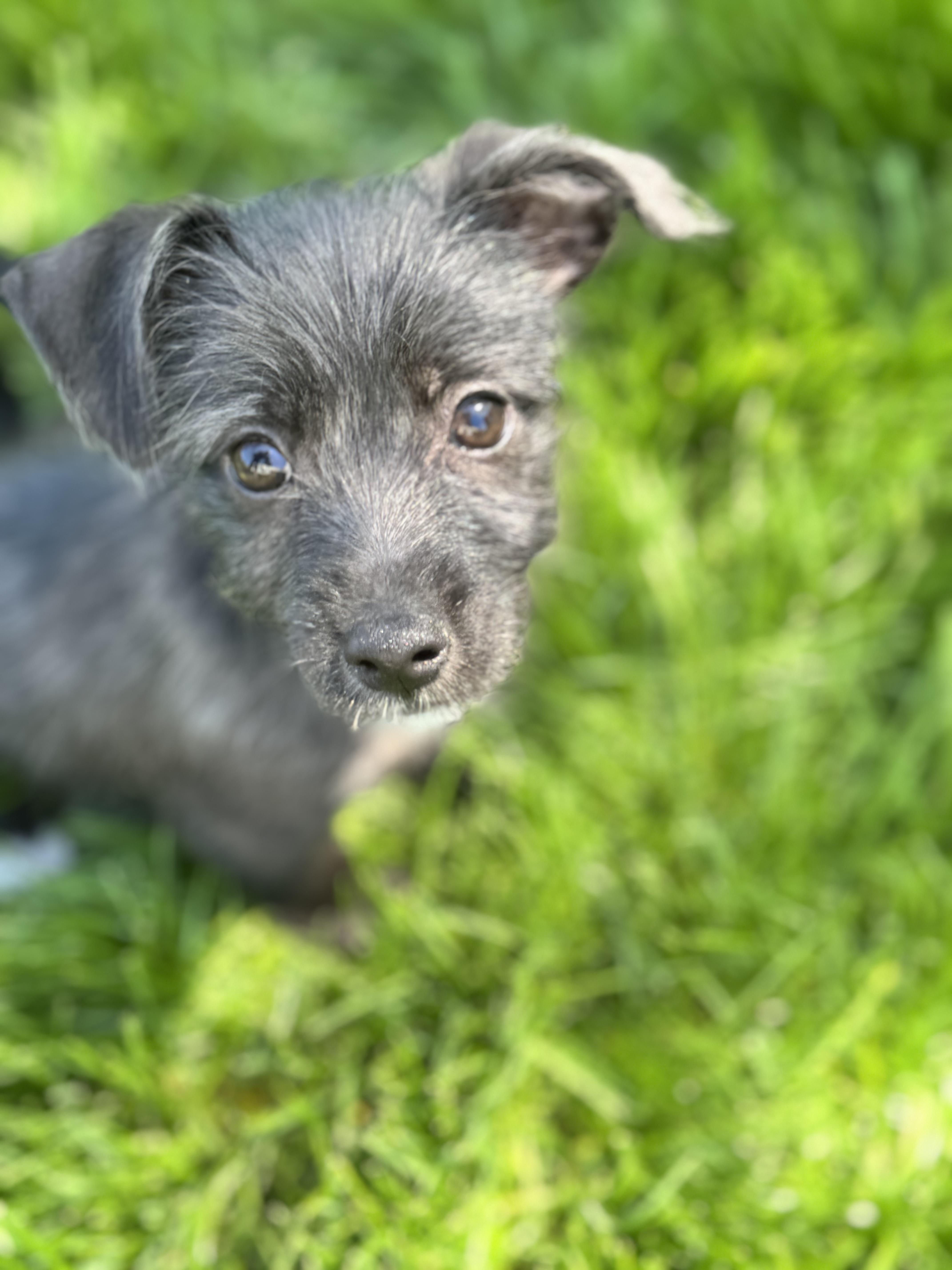 Enlarge Ash, an adopted mixed breed in Gainesville, VA image 1/6