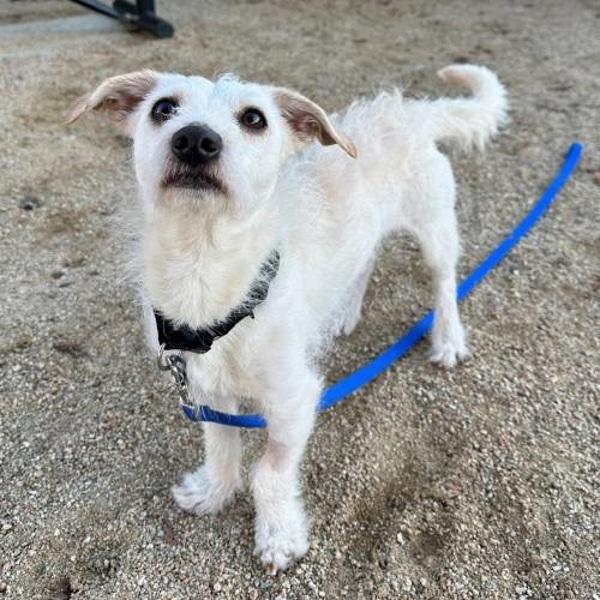Comet, a Adoptable mixed breed in Walnut Creek, CA image 1/3