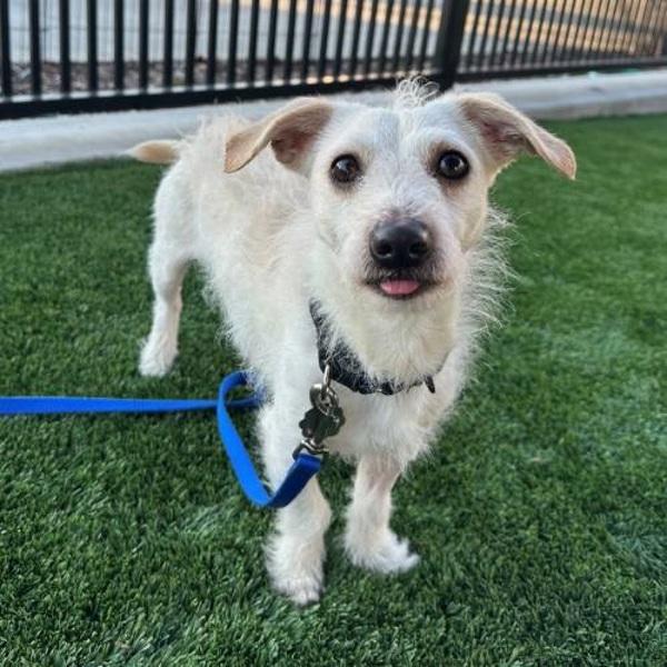 Comet, a Adoptable mixed breed in Walnut Creek, CA image 2/3