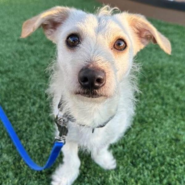 Comet, a Adoptable mixed breed in Walnut Creek, CA image 3/3