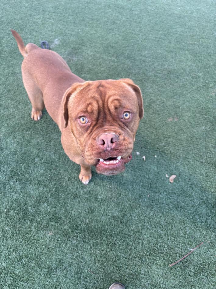 Enlarge LEONITUS, a Adoptable mixed breed in Chatsworth, CA image 1/1