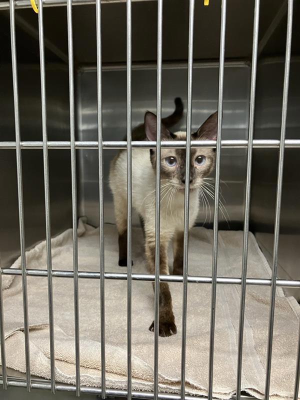 Enlarge Tootsie, a Adoptable mixed breed in Hollister, CA image 1/1