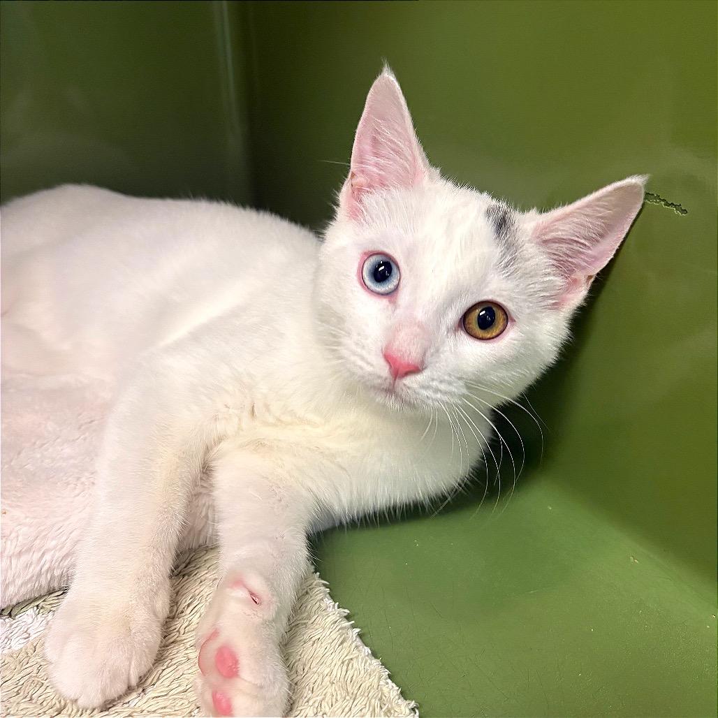 Morty, Adopted, Kitten Male Siamese & Domestic Short Hair.