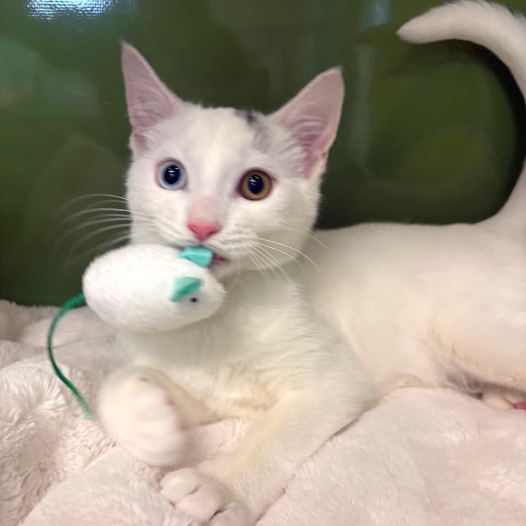 Enlarge Morty, a Adopted mixed breed in Fort Lauderdale, FL image 2/4