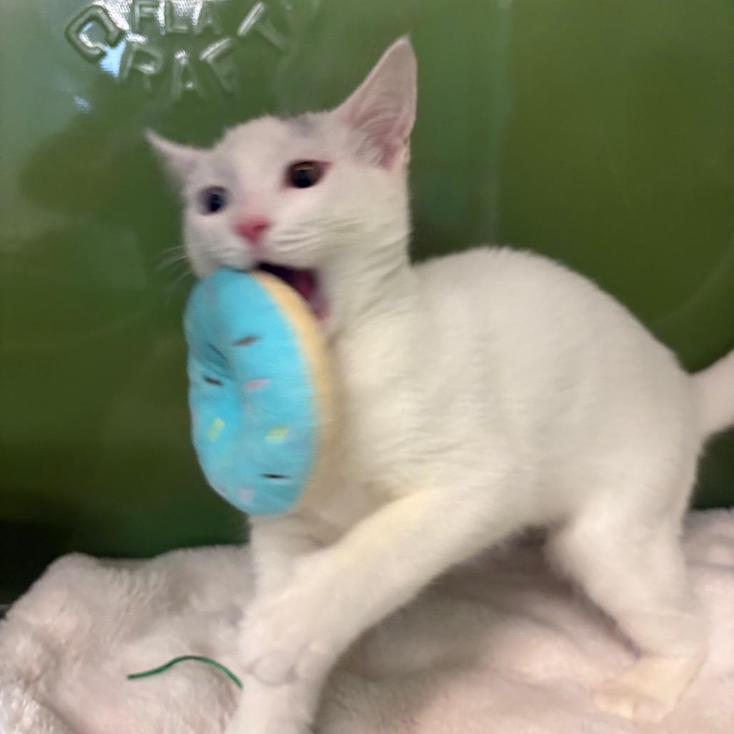 Enlarge Morty, a Adopted mixed breed in Fort Lauderdale, FL image 3/4