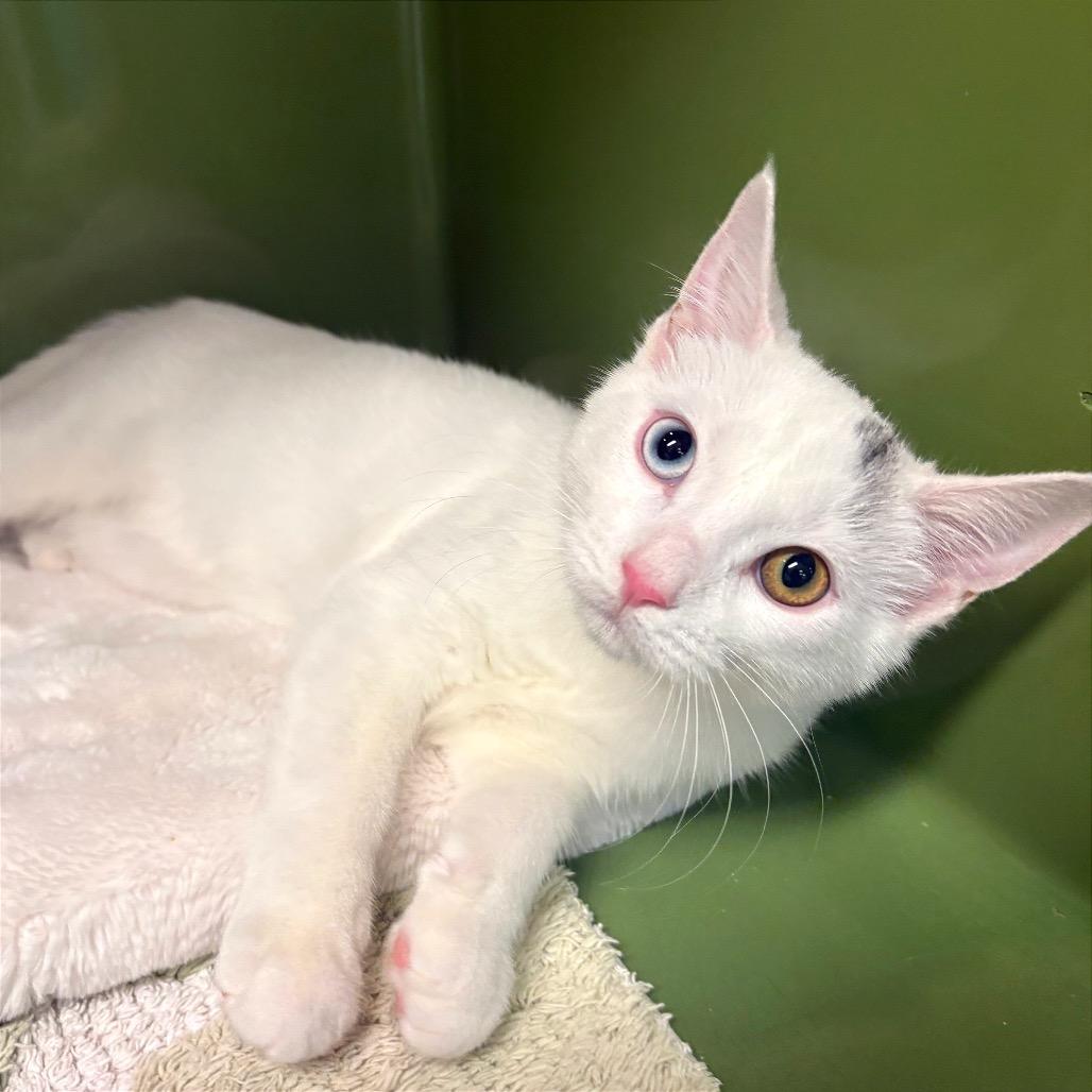 Enlarge Morty, a Adopted mixed breed in Fort Lauderdale, FL image 4/4